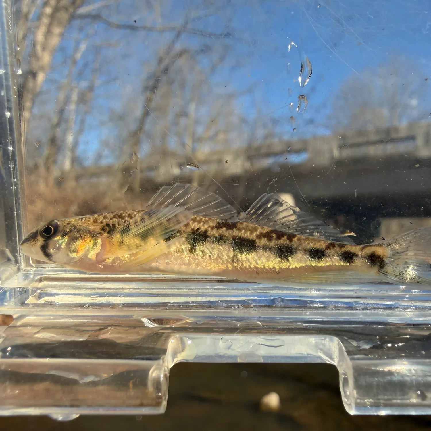 The most recent Saddleback darter catches on Fishbrain