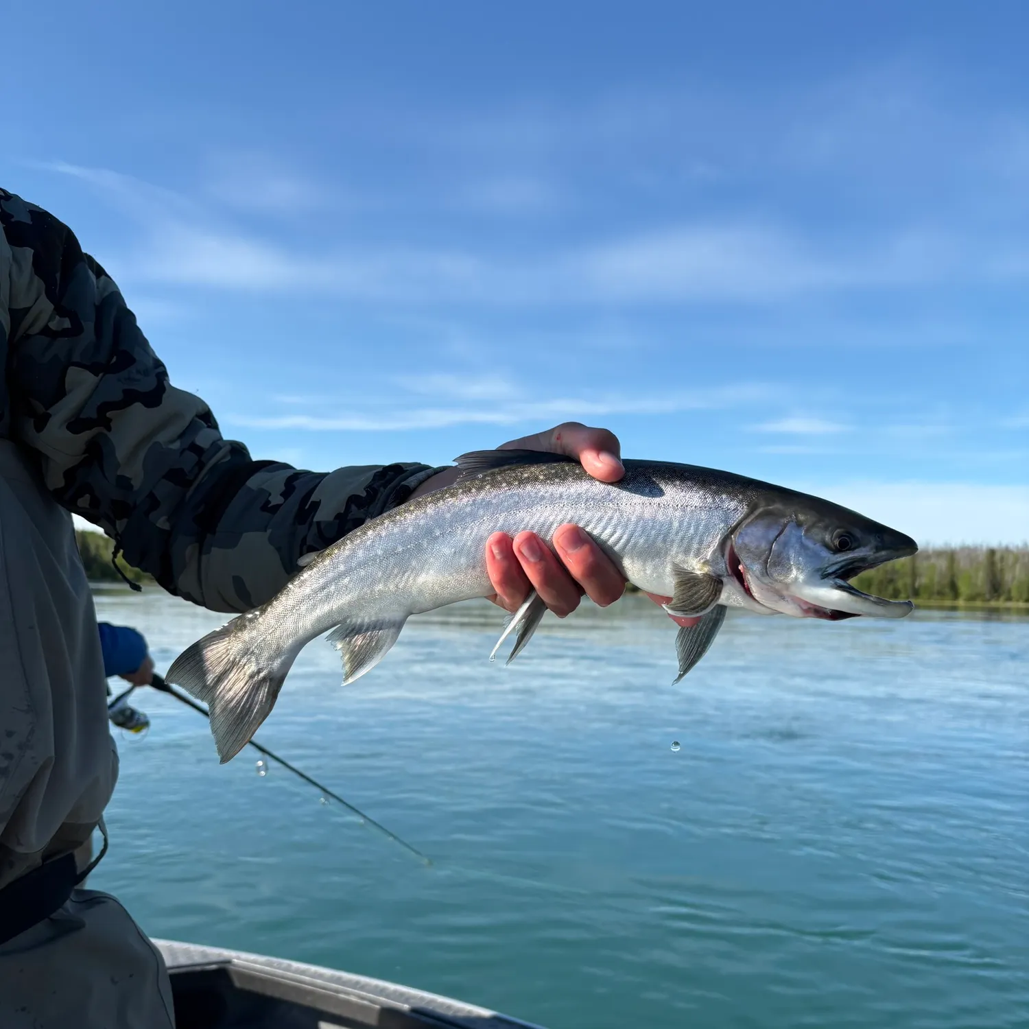 The most recent Dolly varden catches on Fishbrain