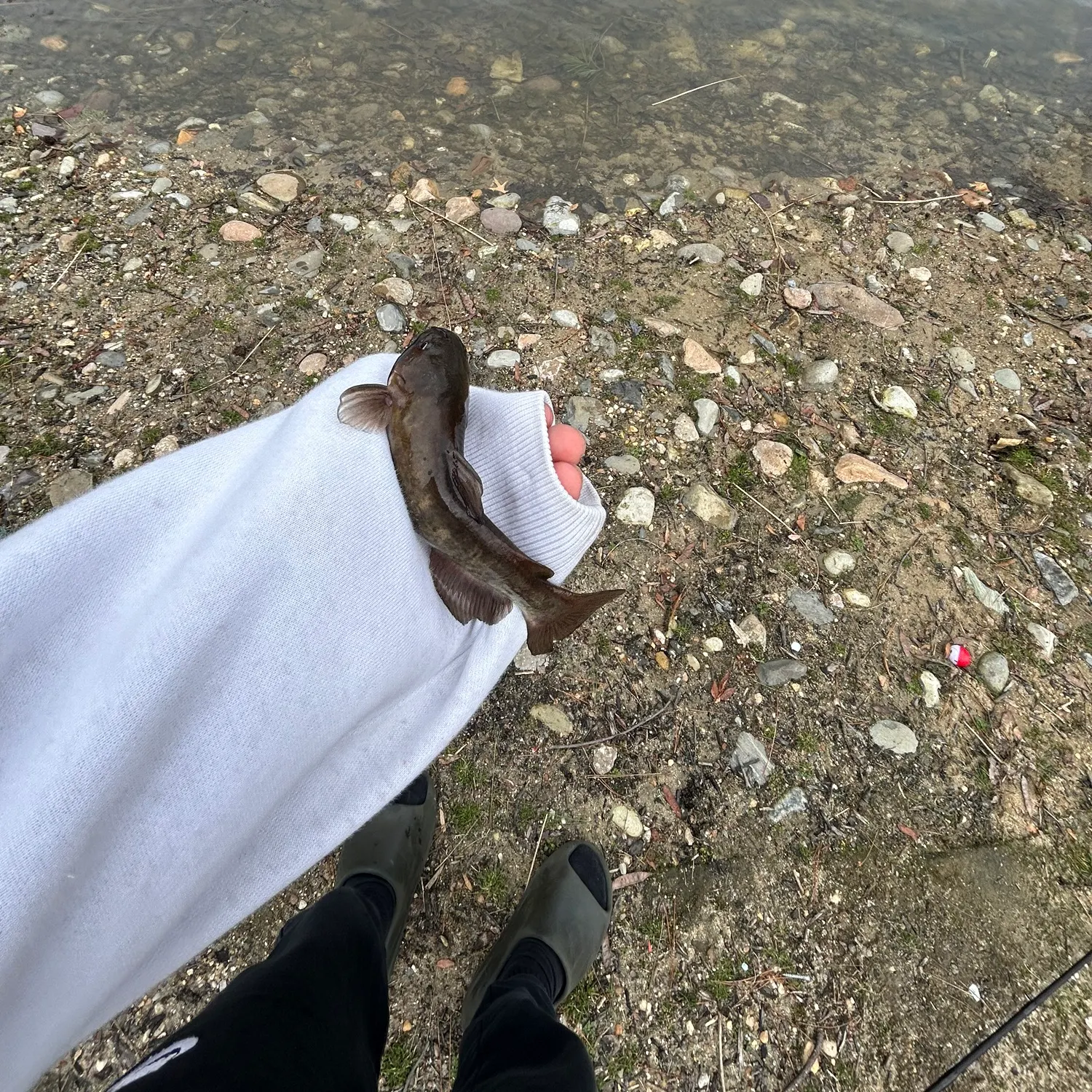 The most recent Flat bullhead catches on Fishbrain