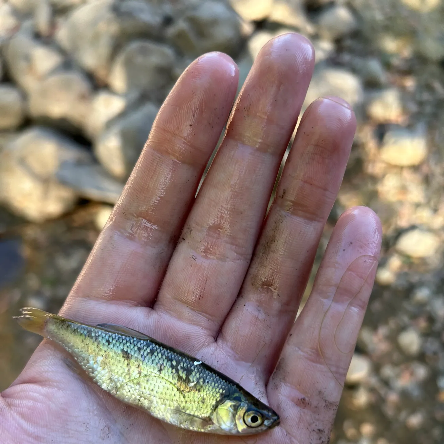 The most recent Golden shiner catches on Fishbrain