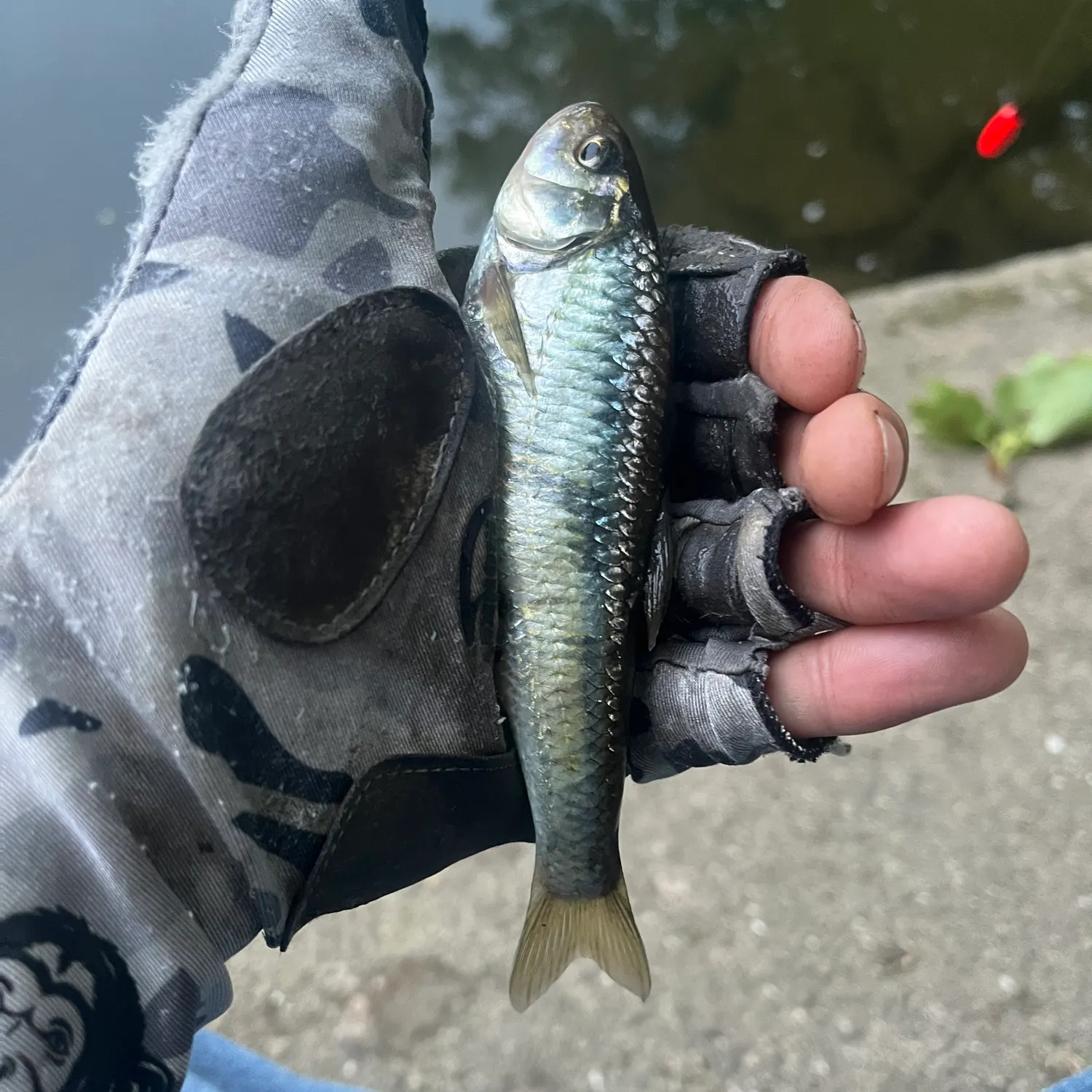 The most recent Common shiner catches on Fishbrain