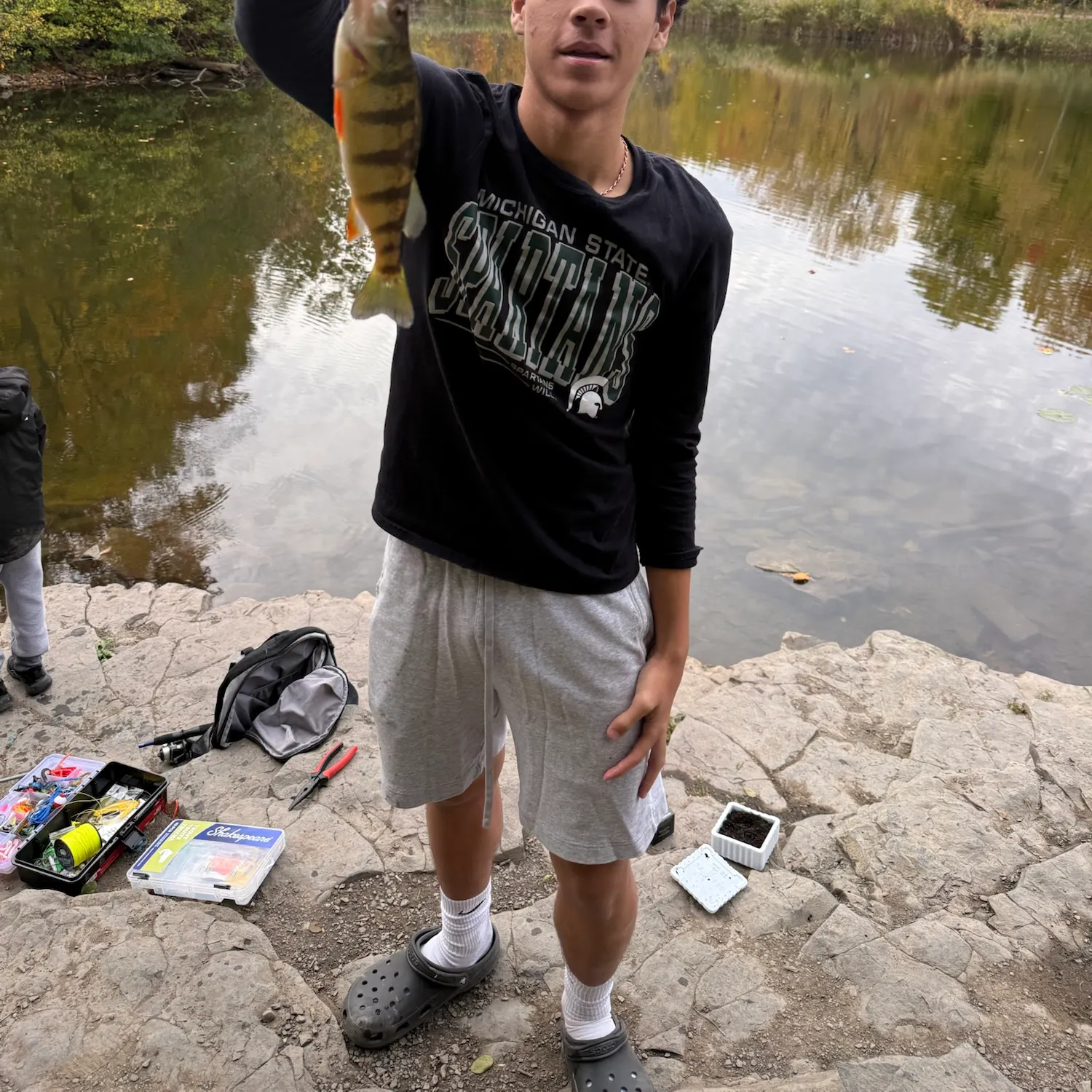 Yellow perch caught on Fishbrain
