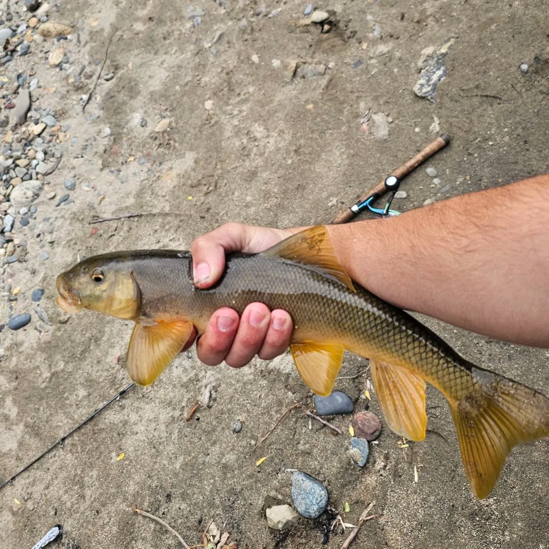 The most recent Sacramento sucker catches on Fishbrain