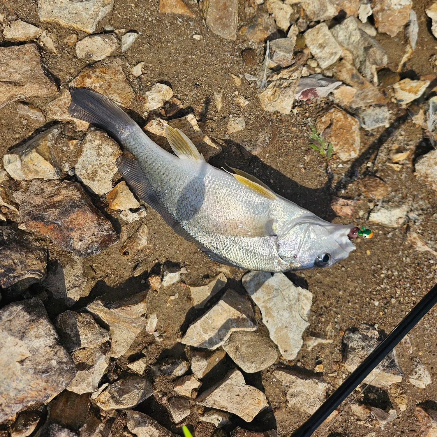 Freshwater drum caught on Fishbrain