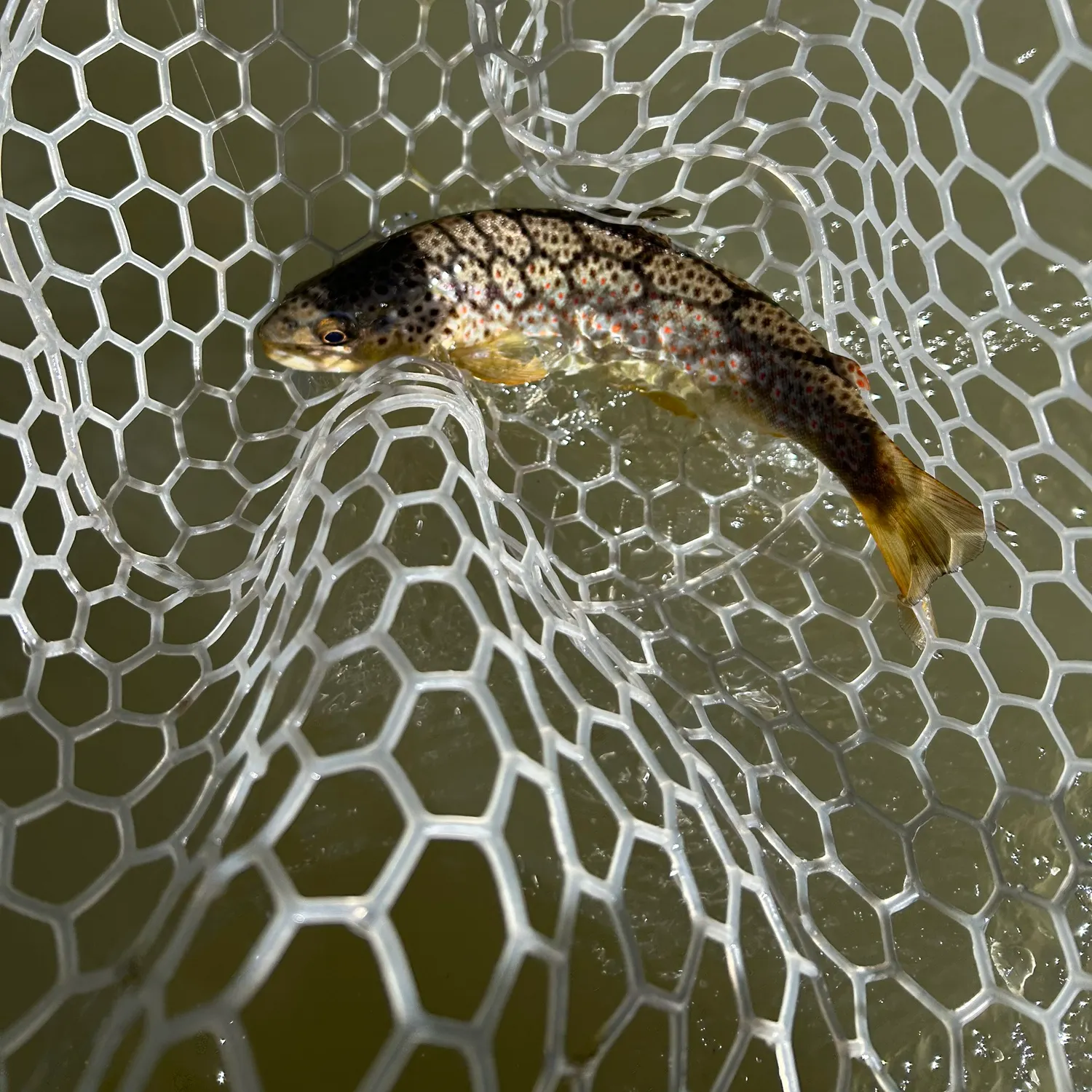 Brown trout caught on Fishbrain