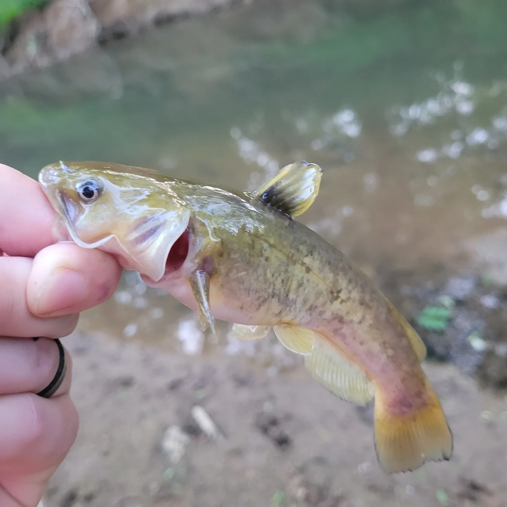 most liked catch image