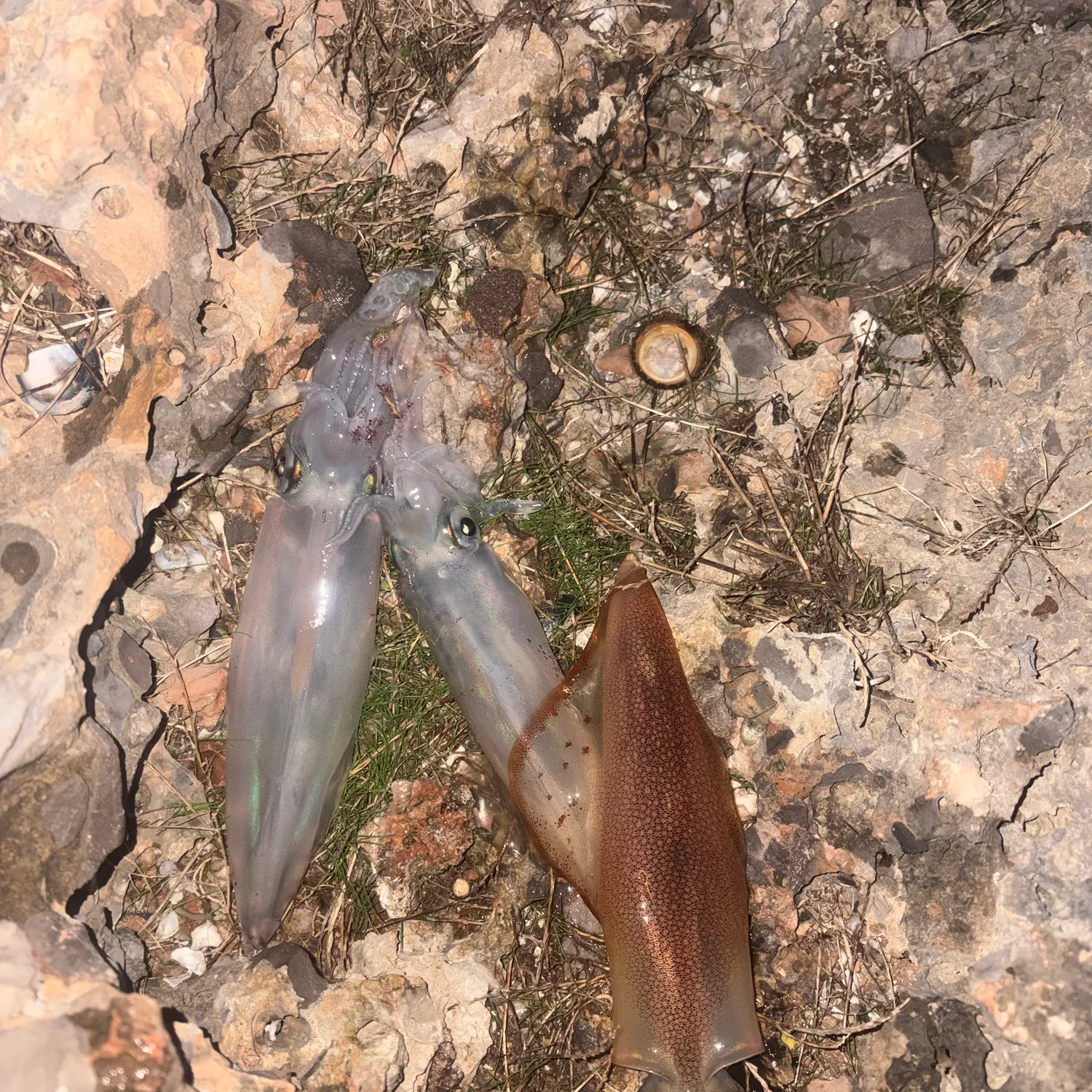 The most recent European flying squid catches on Fishbrain