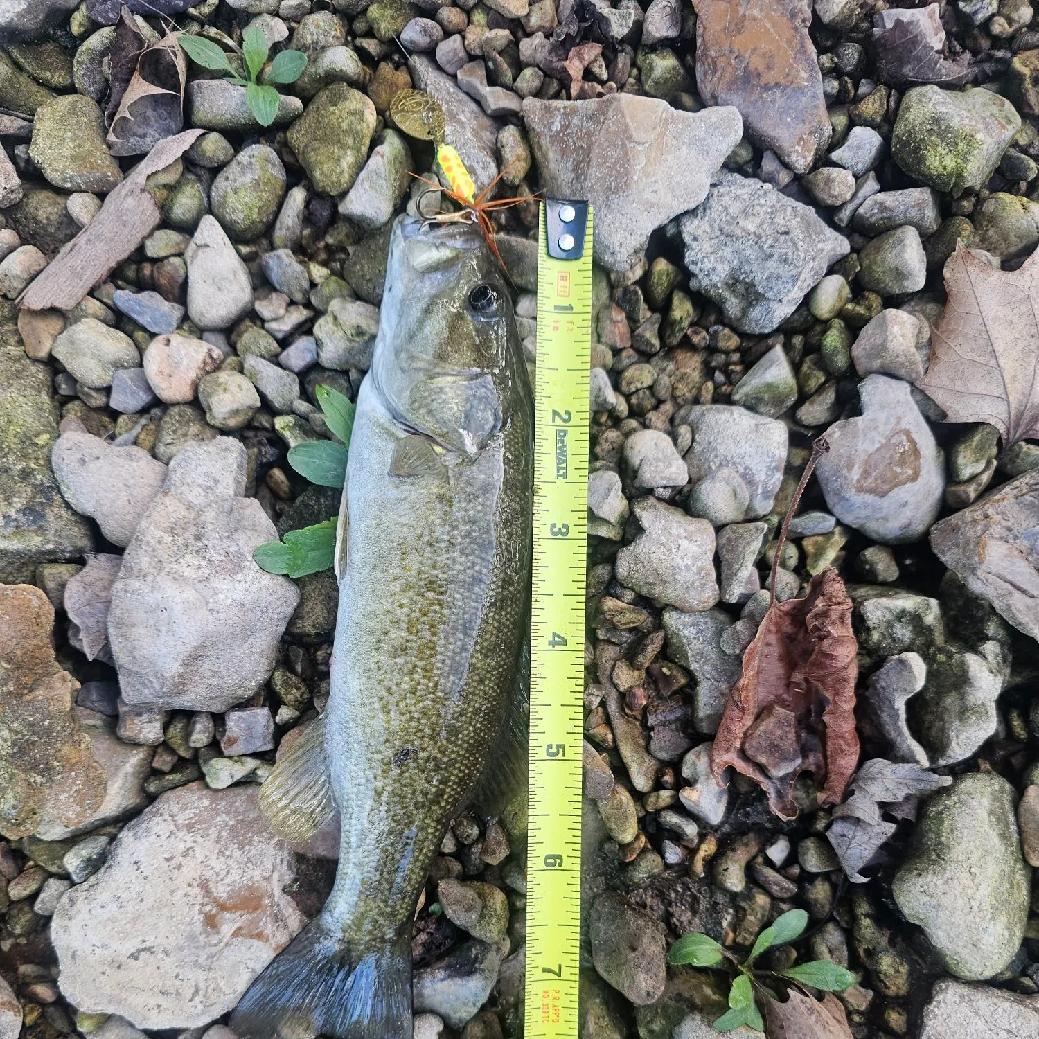 Smallmouth bass caught on Fishbrain