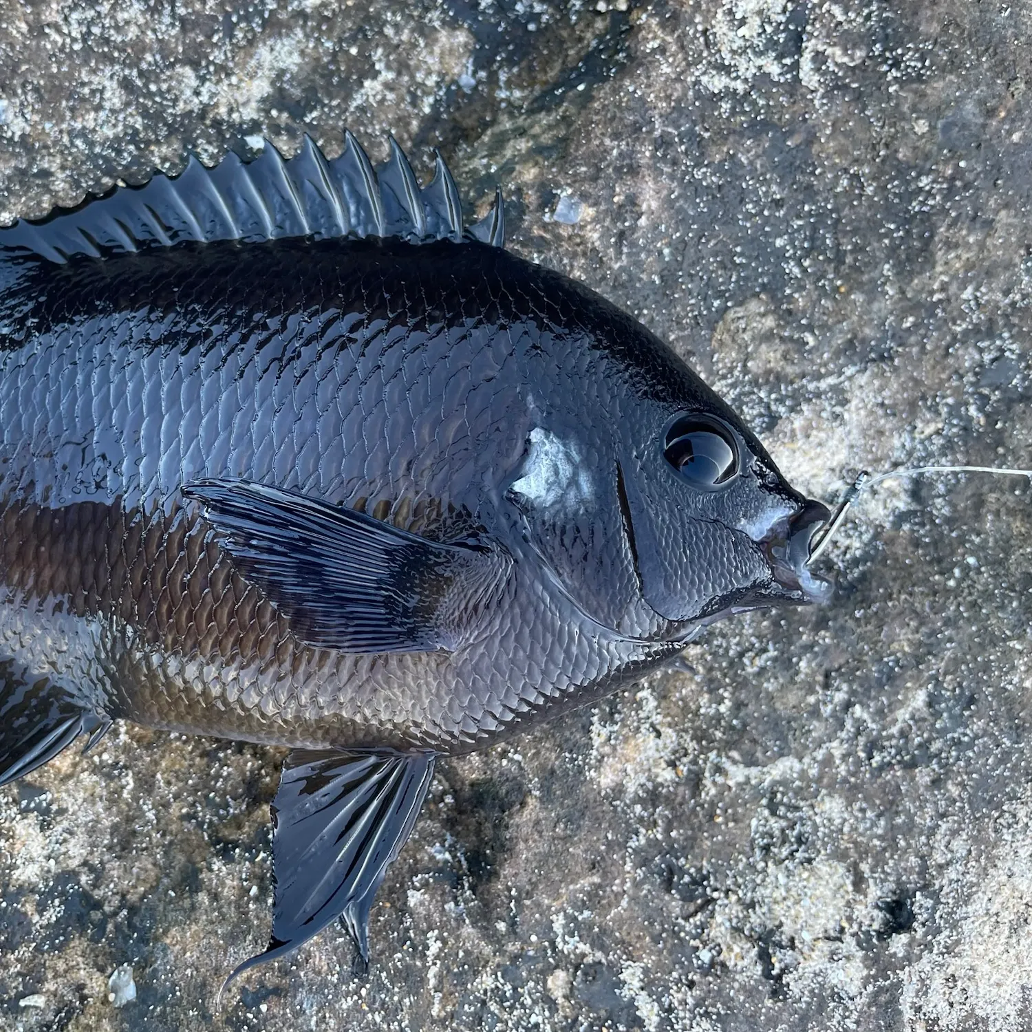The most recent Dusky damselfish catches on Fishbrain