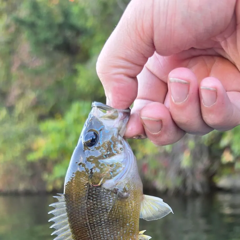 Green sunfish caught on Fishbrain