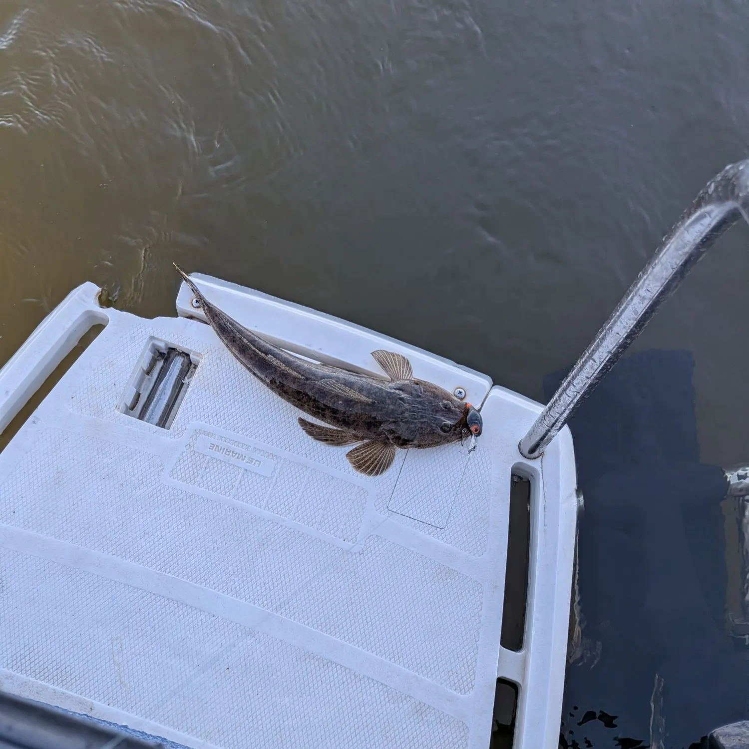 The most recent Bartail flathead catches on Fishbrain