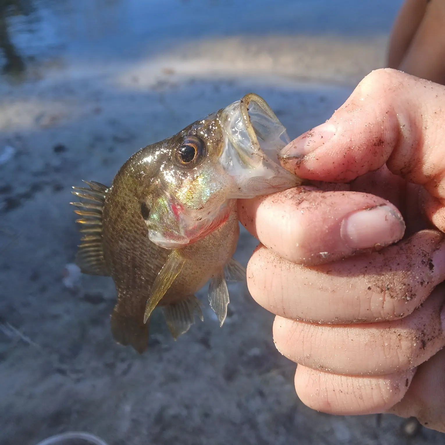 The most recent Wargill hybrid catches on Fishbrain