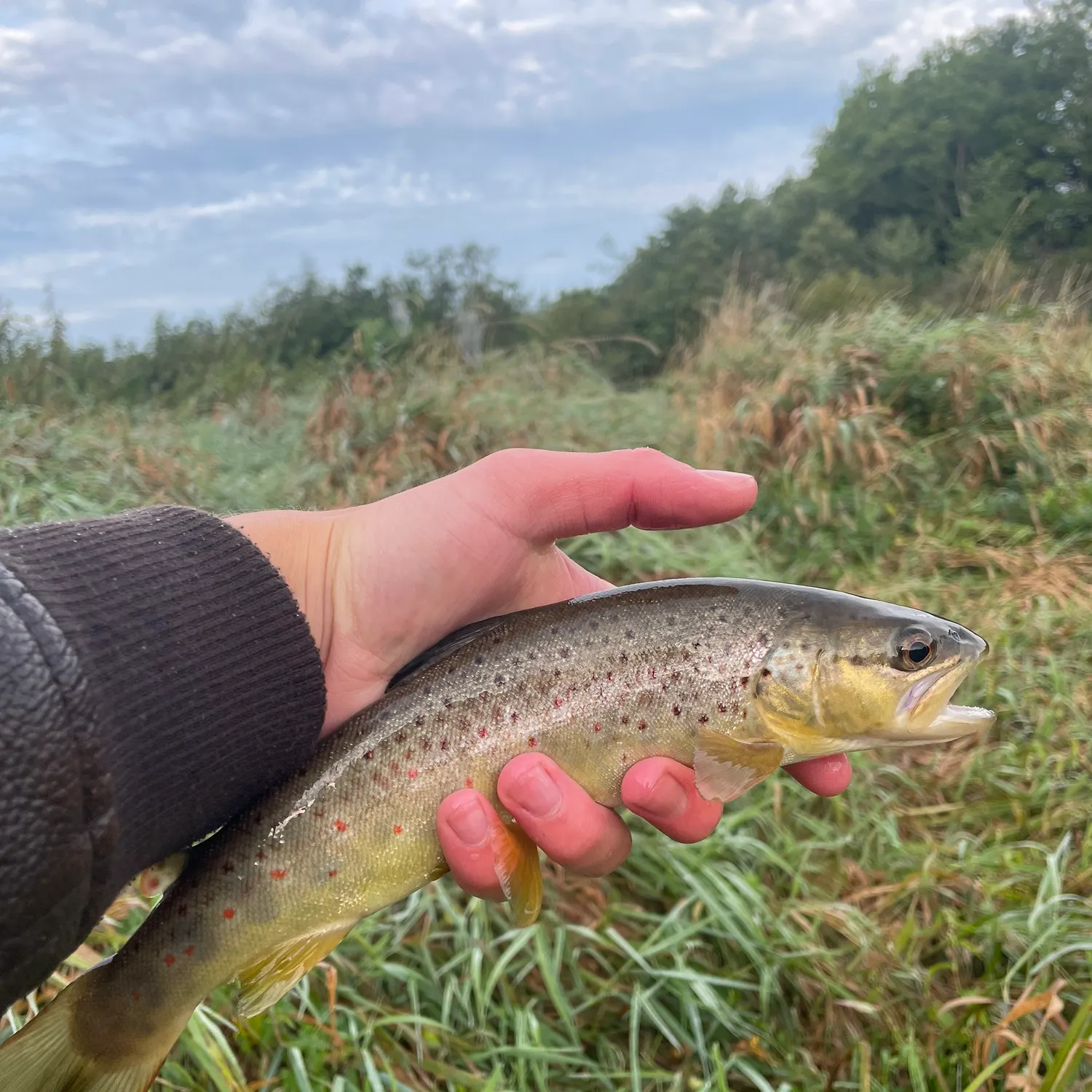 Brown trout caught on Fishbrain