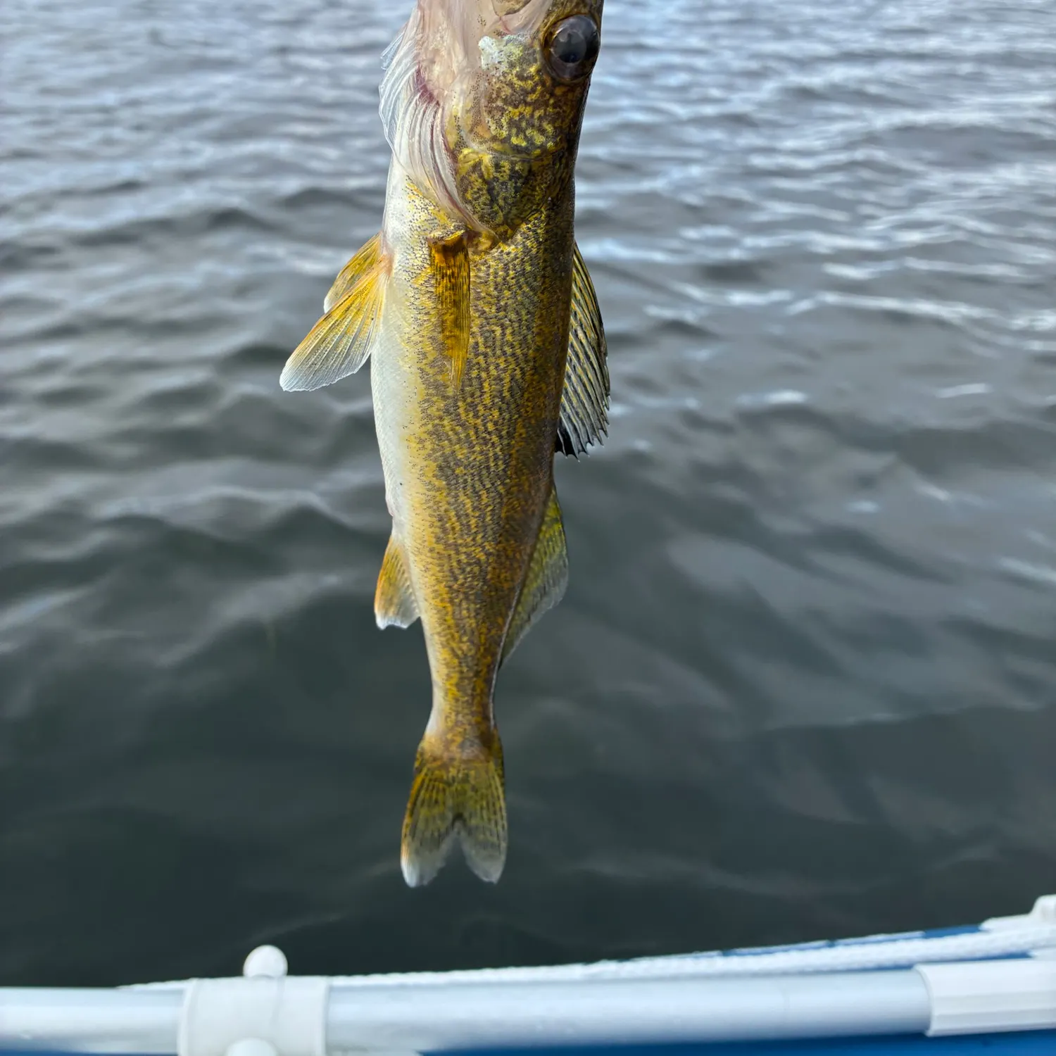 Walleye caught on Fishbrain