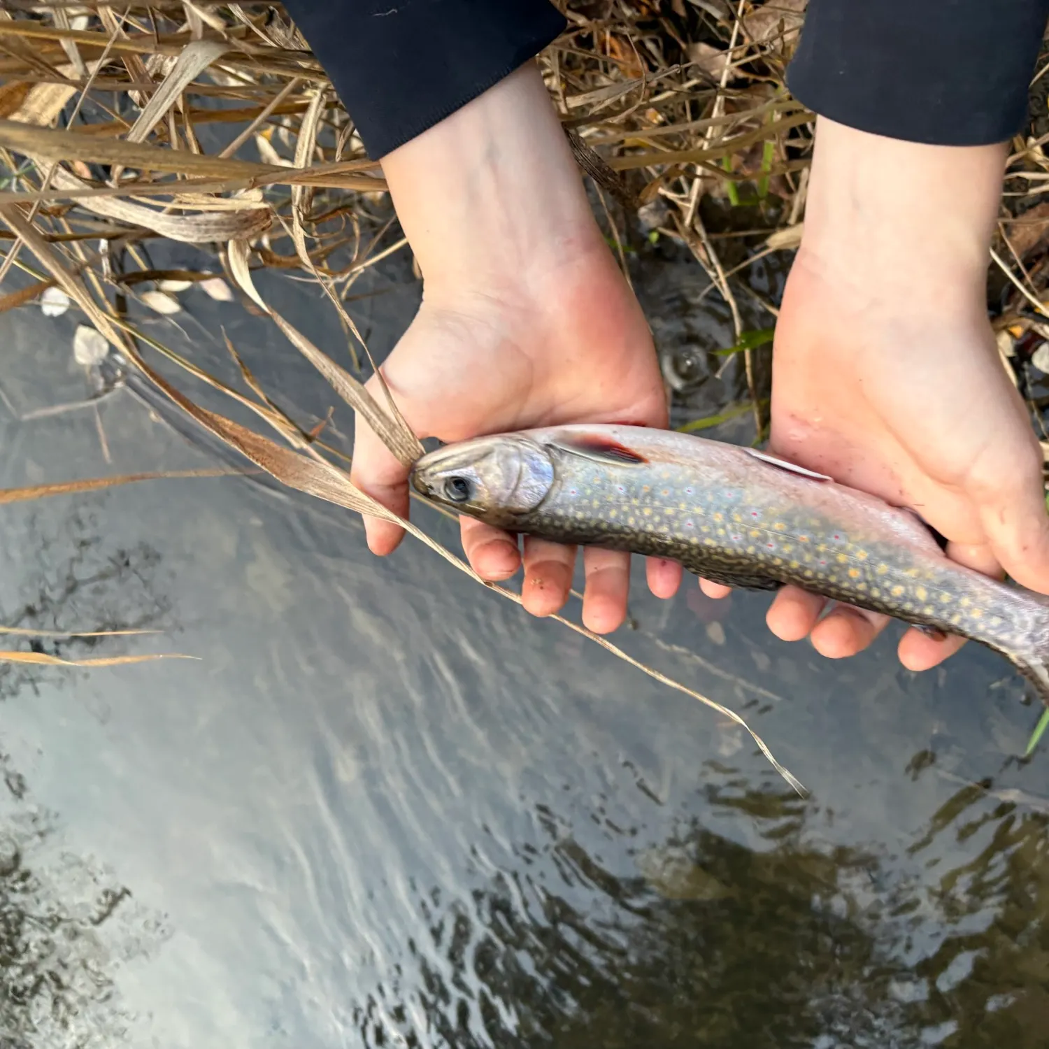 Brook trout caught on Fishbrain