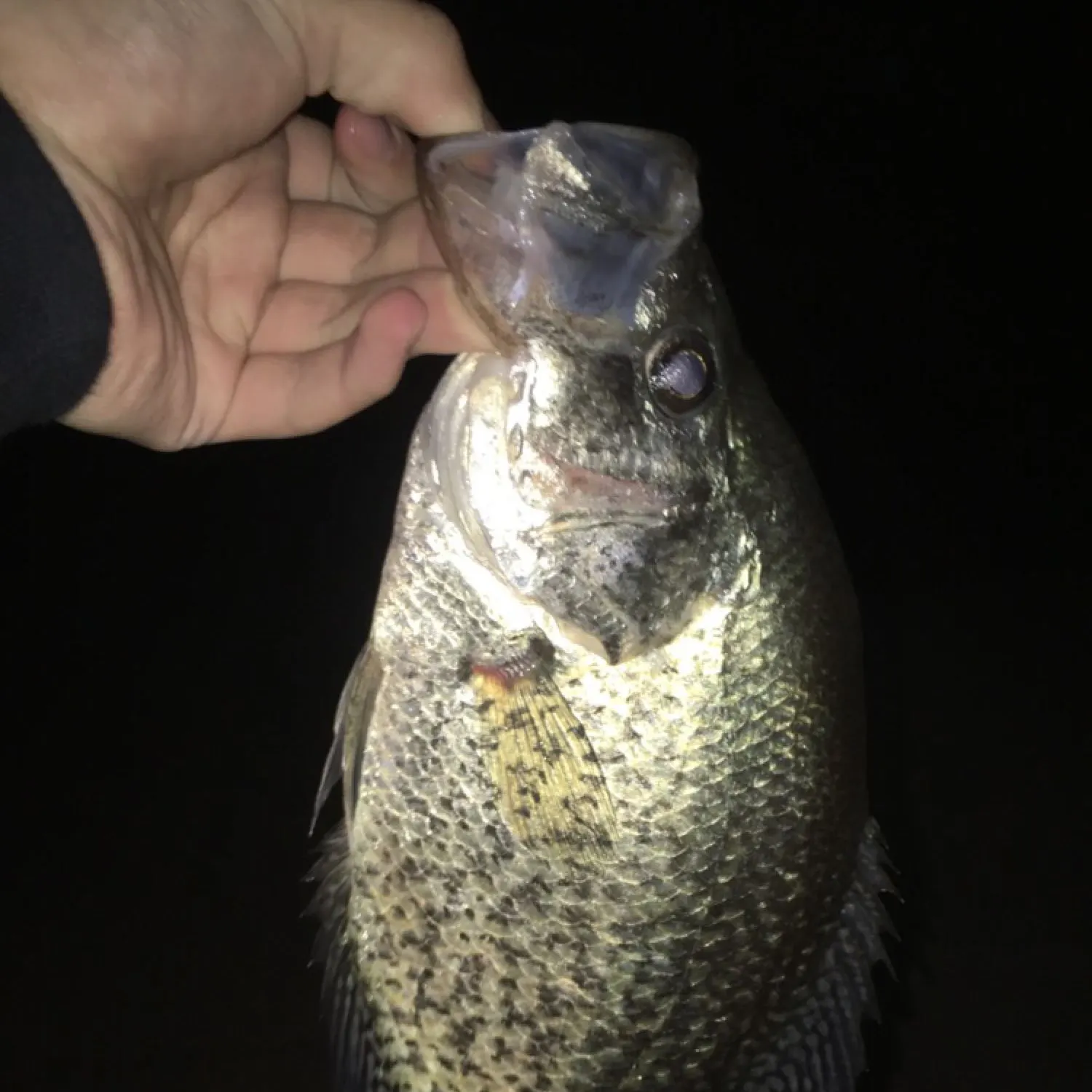 Black crappie caught on Fishbrain