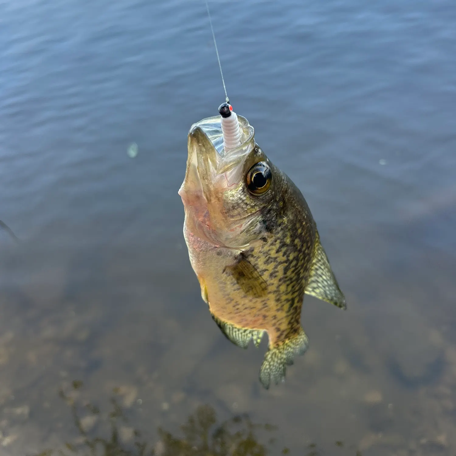angler catch