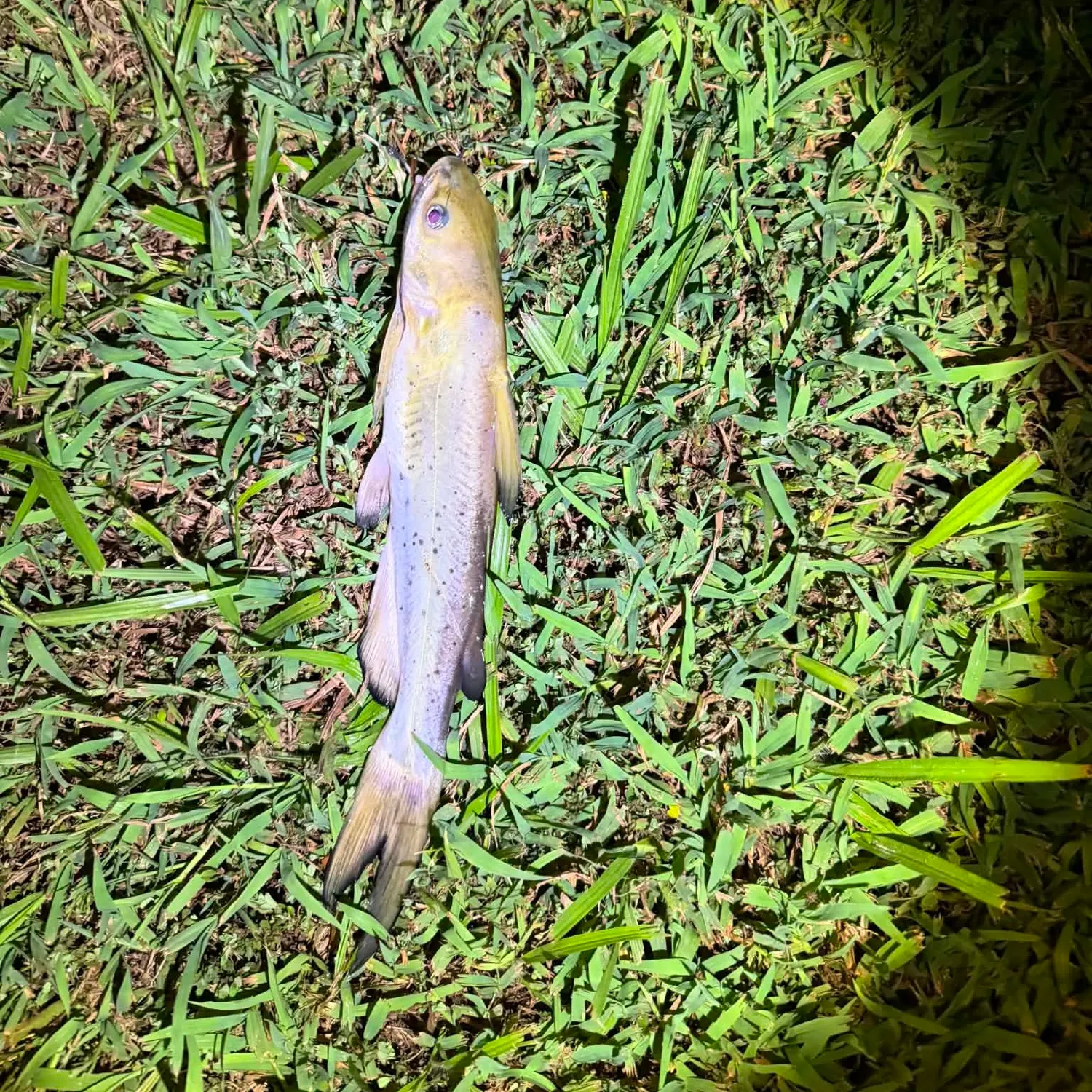 Channel catfish caught on Fishbrain