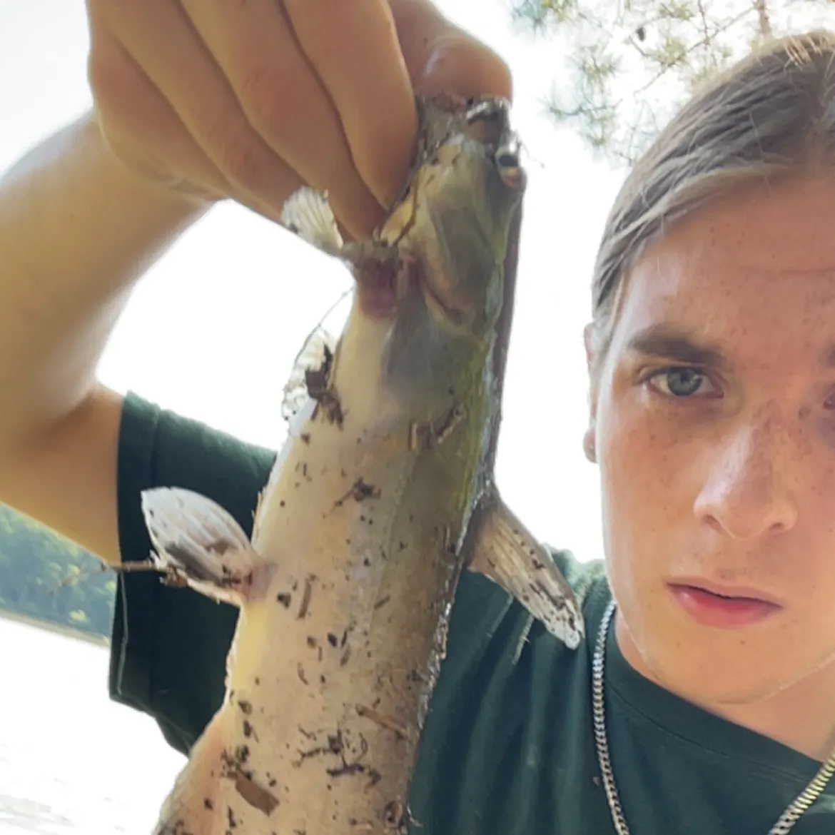 Channel catfish caught on Fishbrain