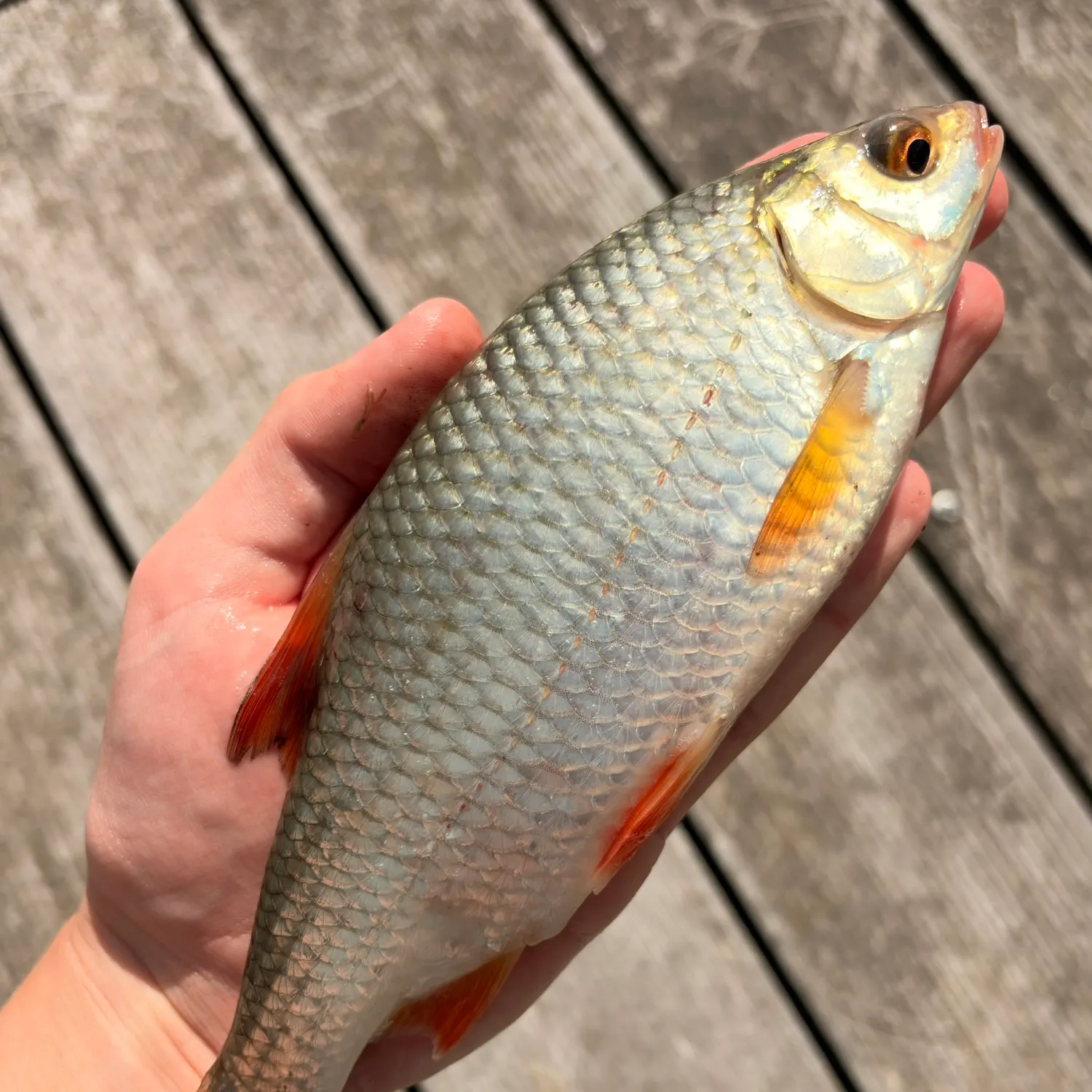 Common roach caught on Fishbrain