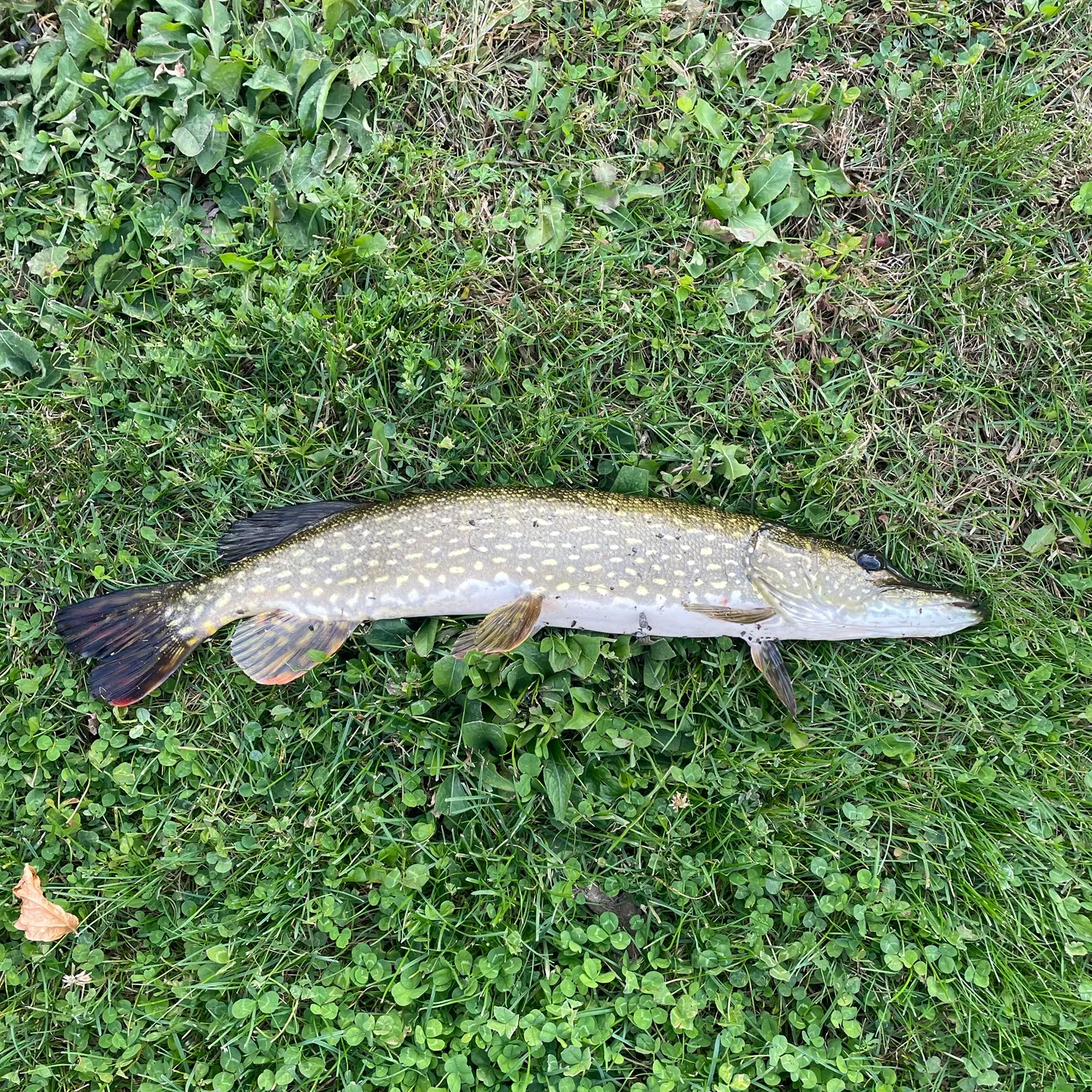 Northern pike caught on Fishbrain