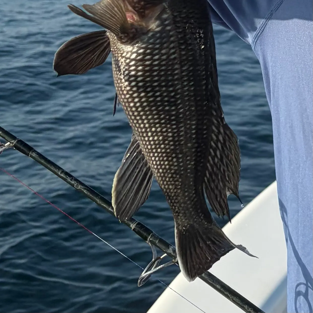 Black sea bass caught on Fishbrain