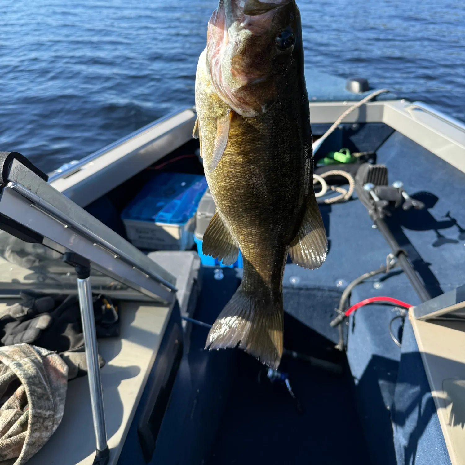 Smallmouth bass caught on Fishbrain
