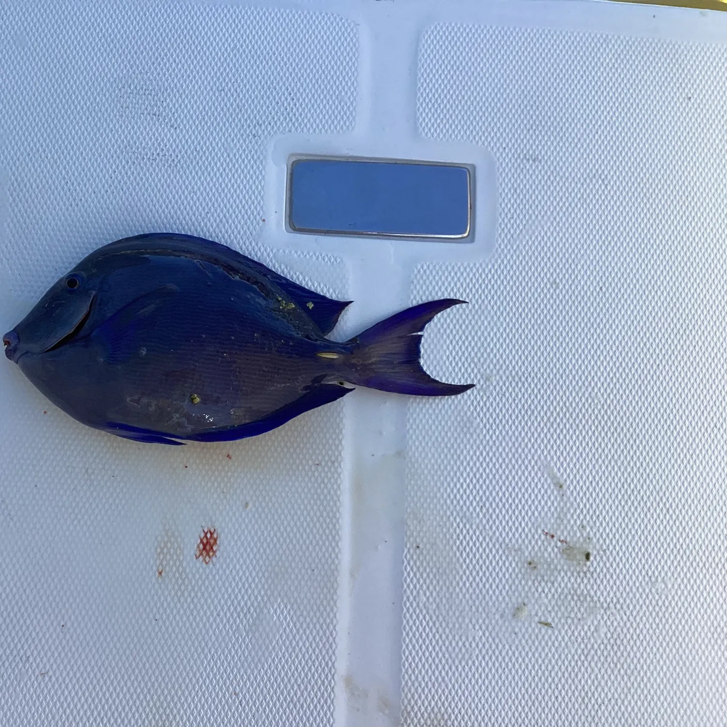 The most recent Blue tang surgeonfish catches on Fishbrain