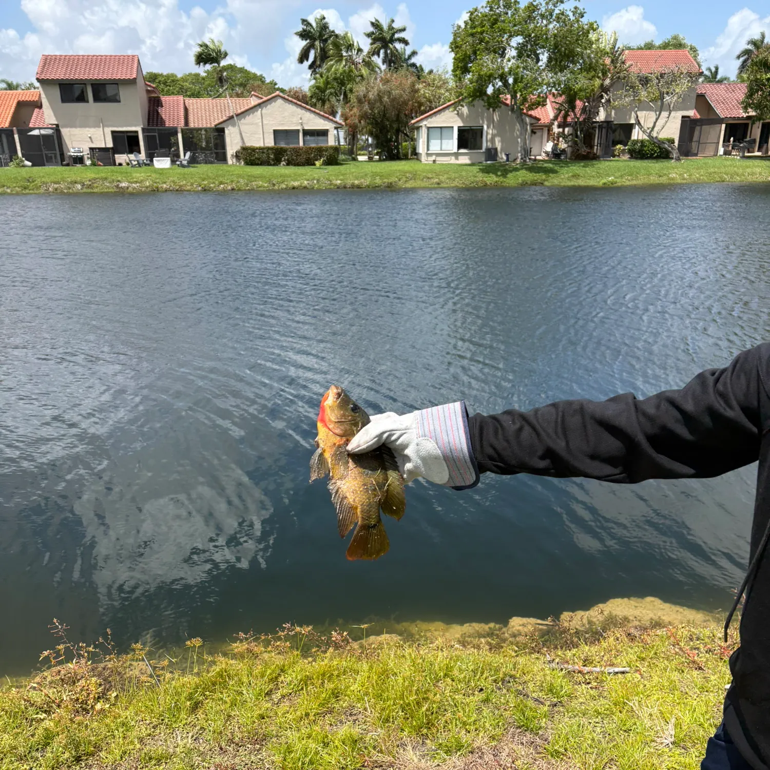 The most recent Redbreast tilapia catches on Fishbrain