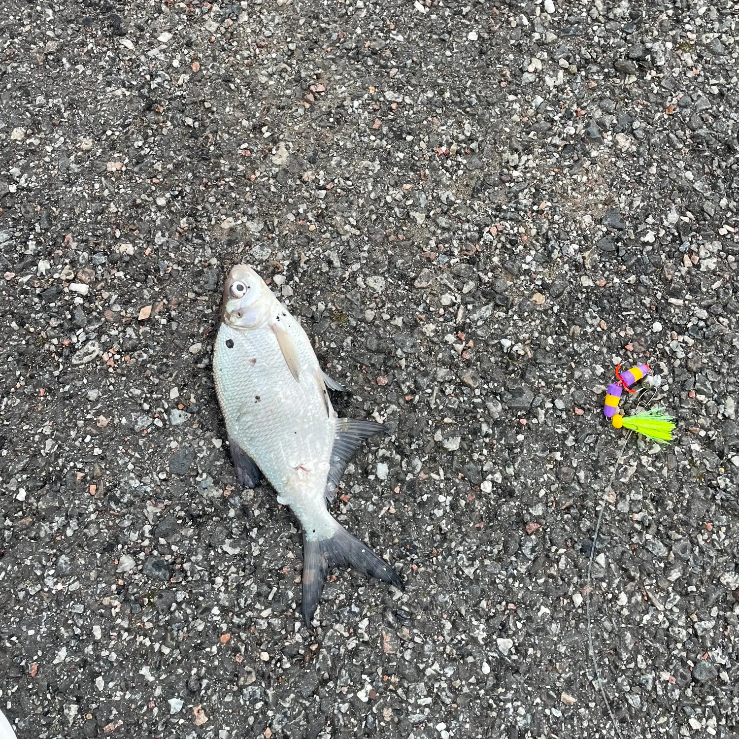 The most recent White bream catches on Fishbrain