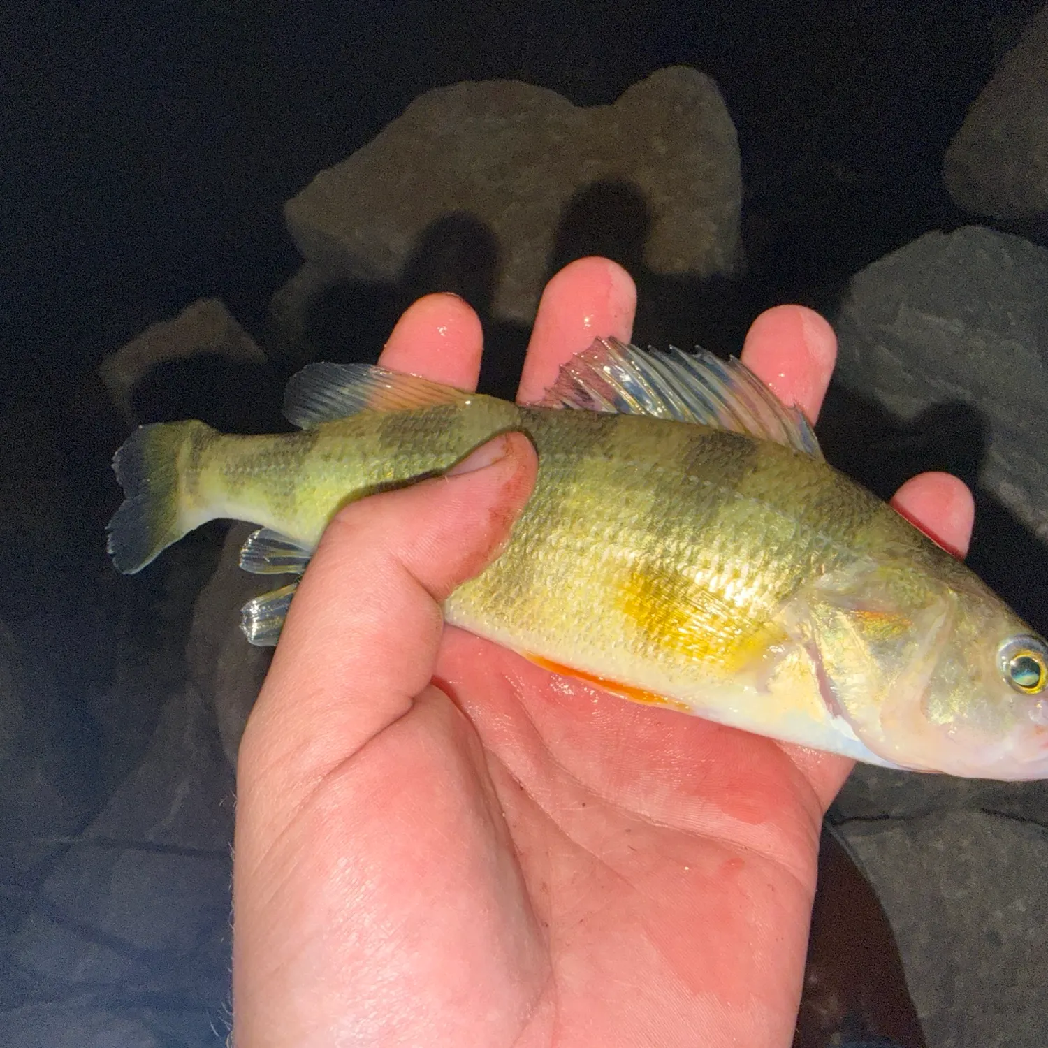 Yellow perch caught on Fishbrain