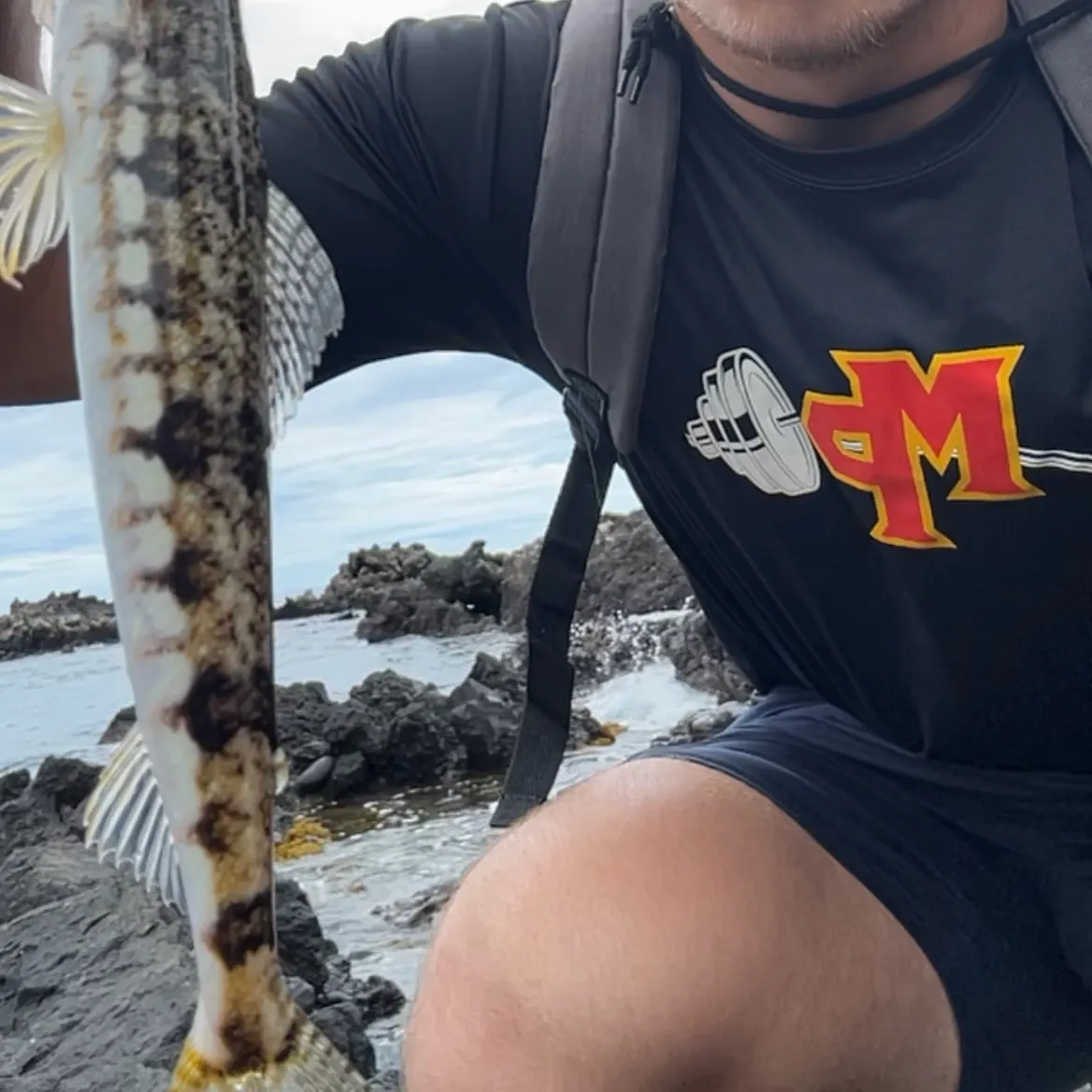The most recent Lighthouse lizardfish catches on Fishbrain