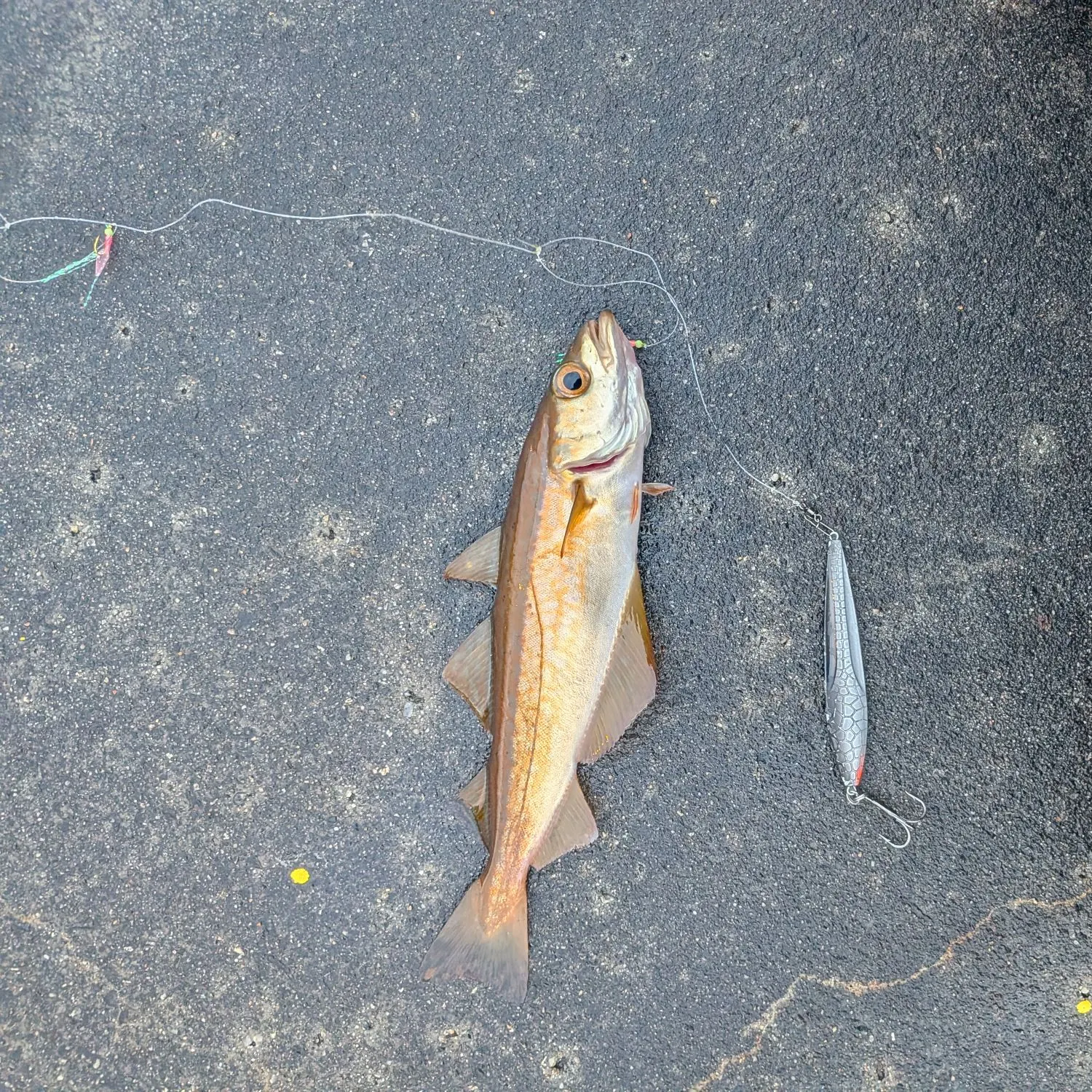 Pollack caught on Fishbrain