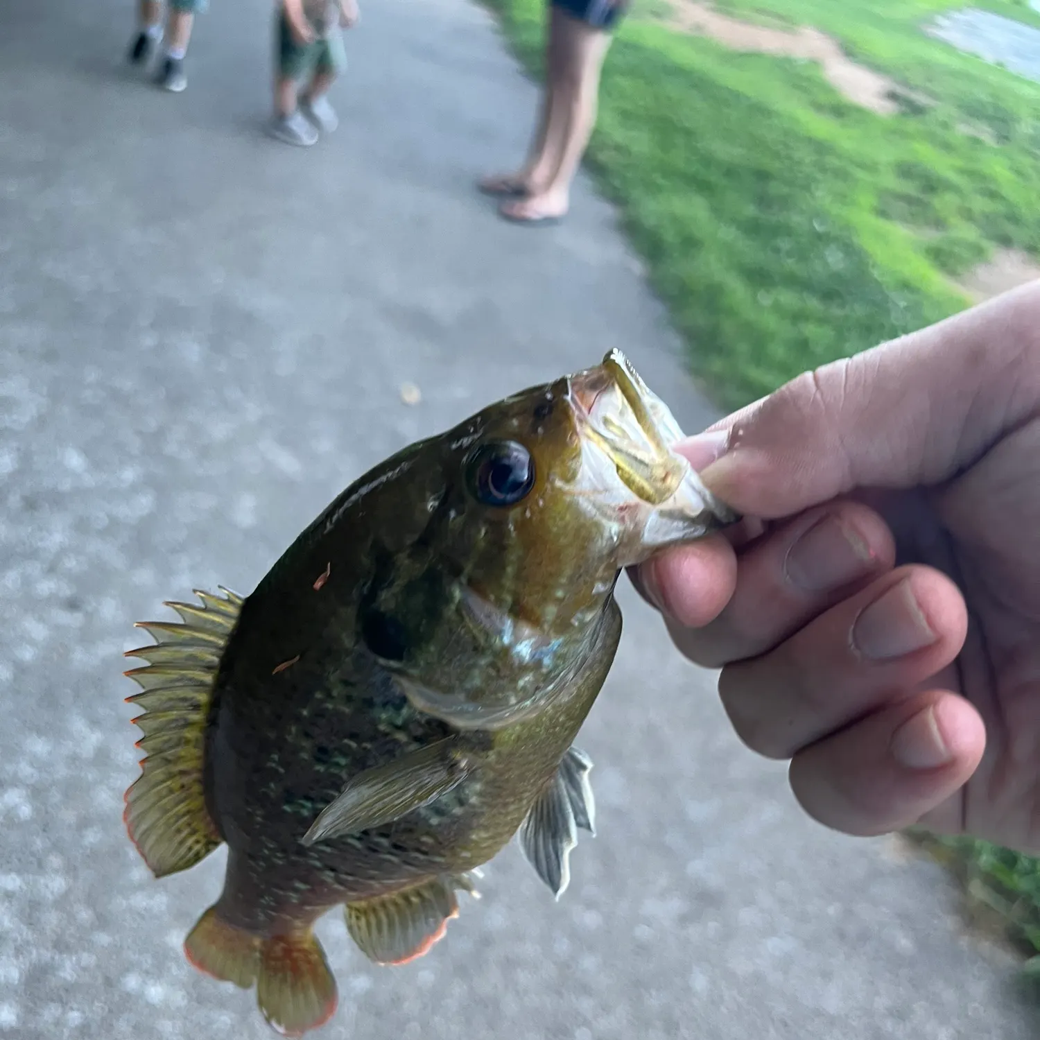 catch