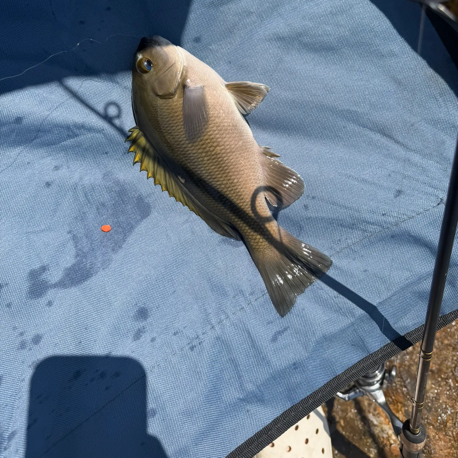 The most recent Opaleye catches on Fishbrain