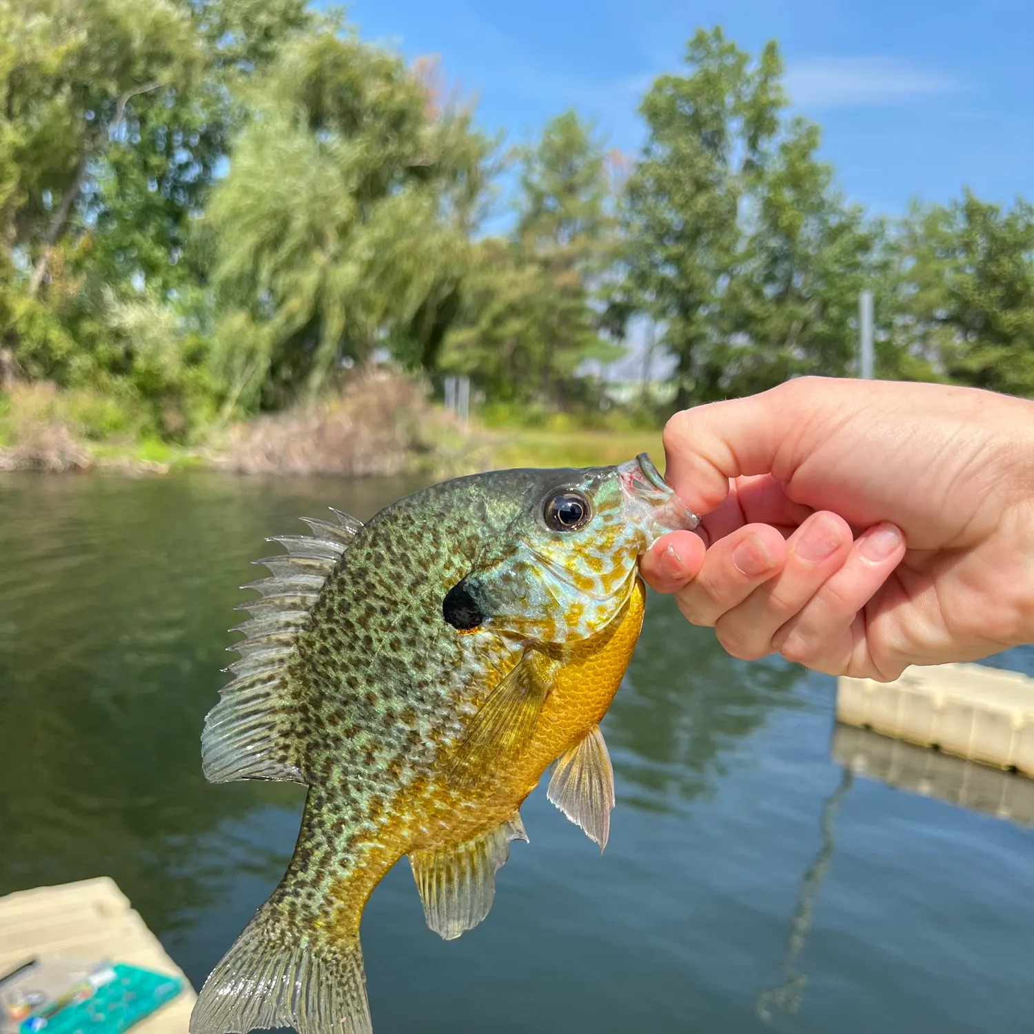Pumpkinseed caught on Fishbrain