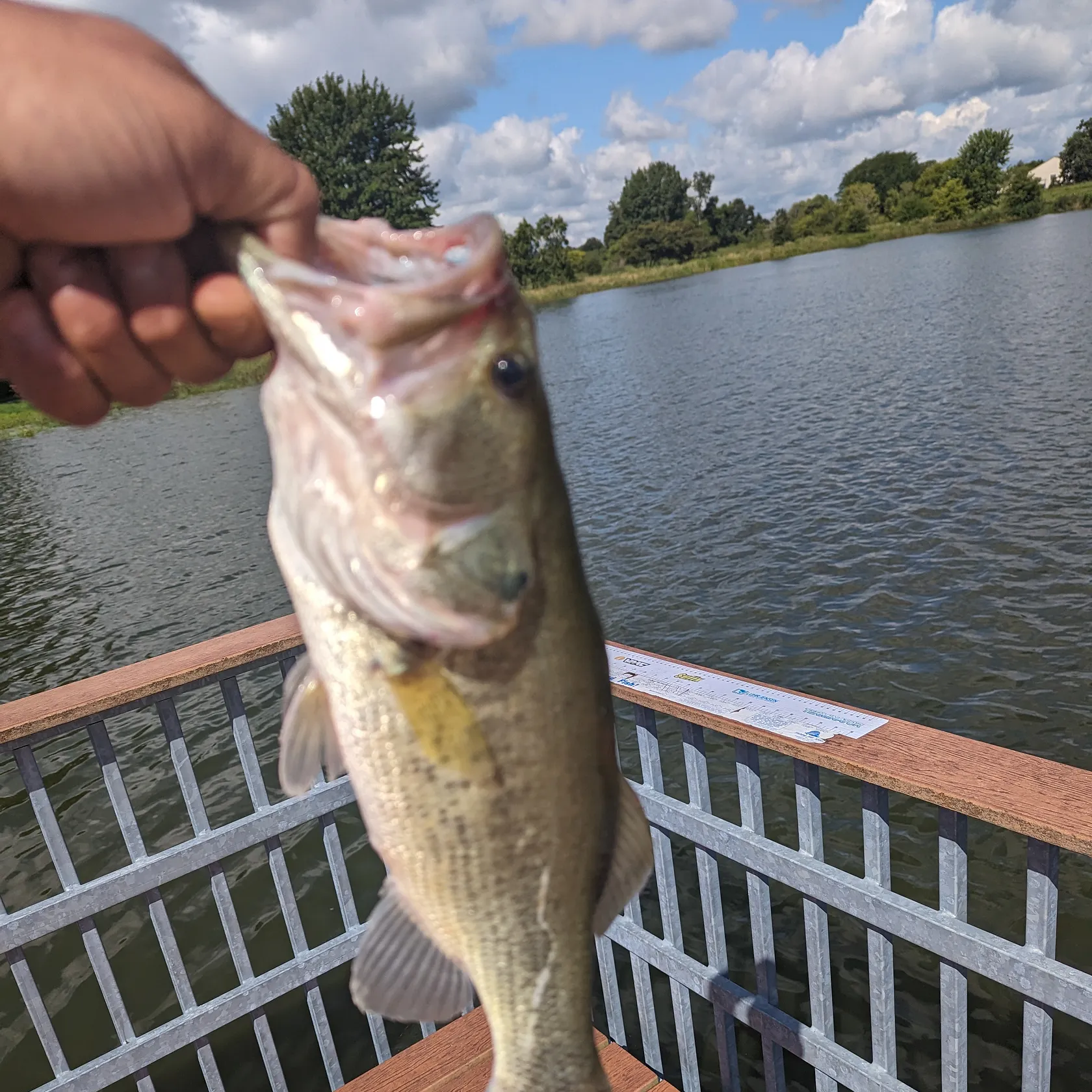 angler catch