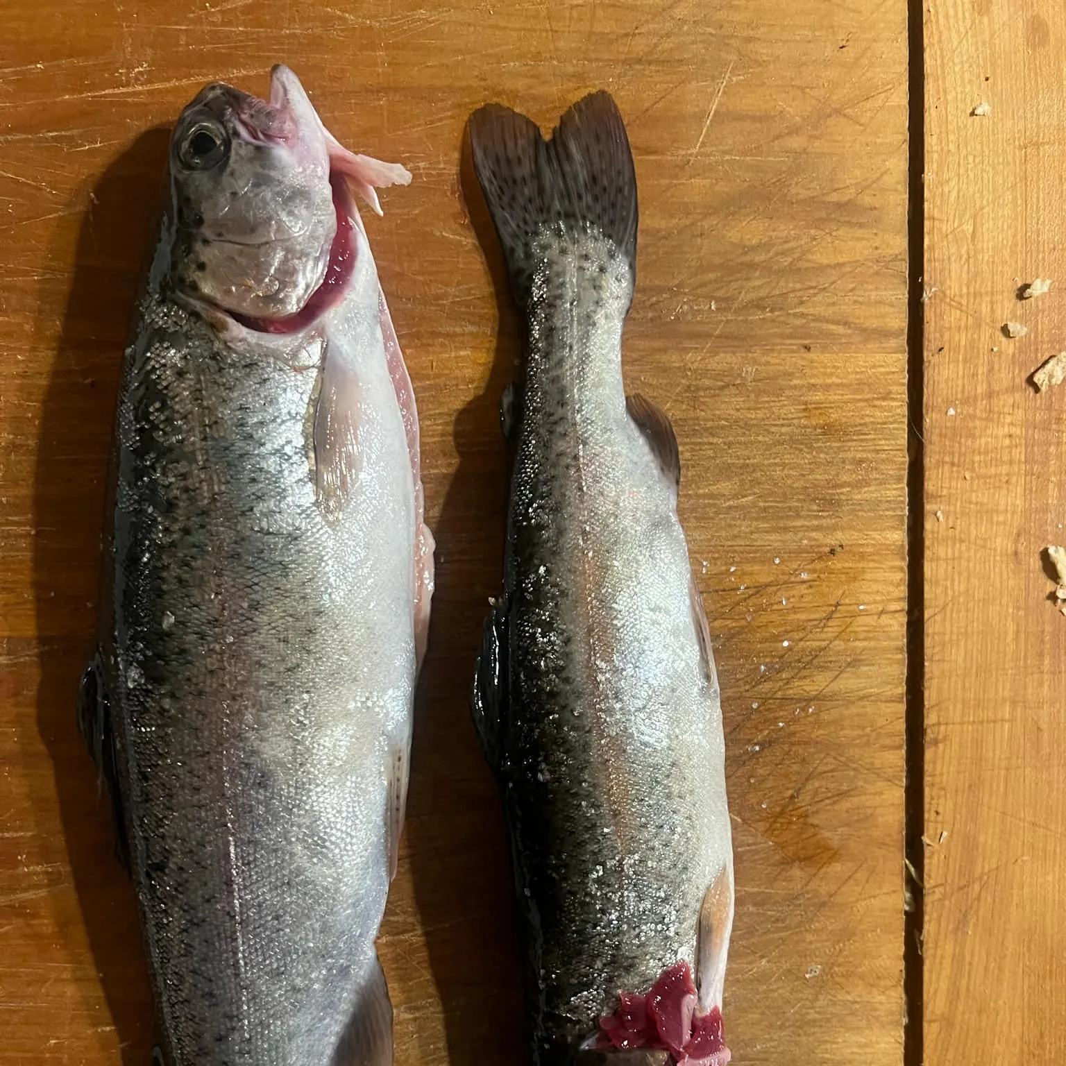 recently logged catches