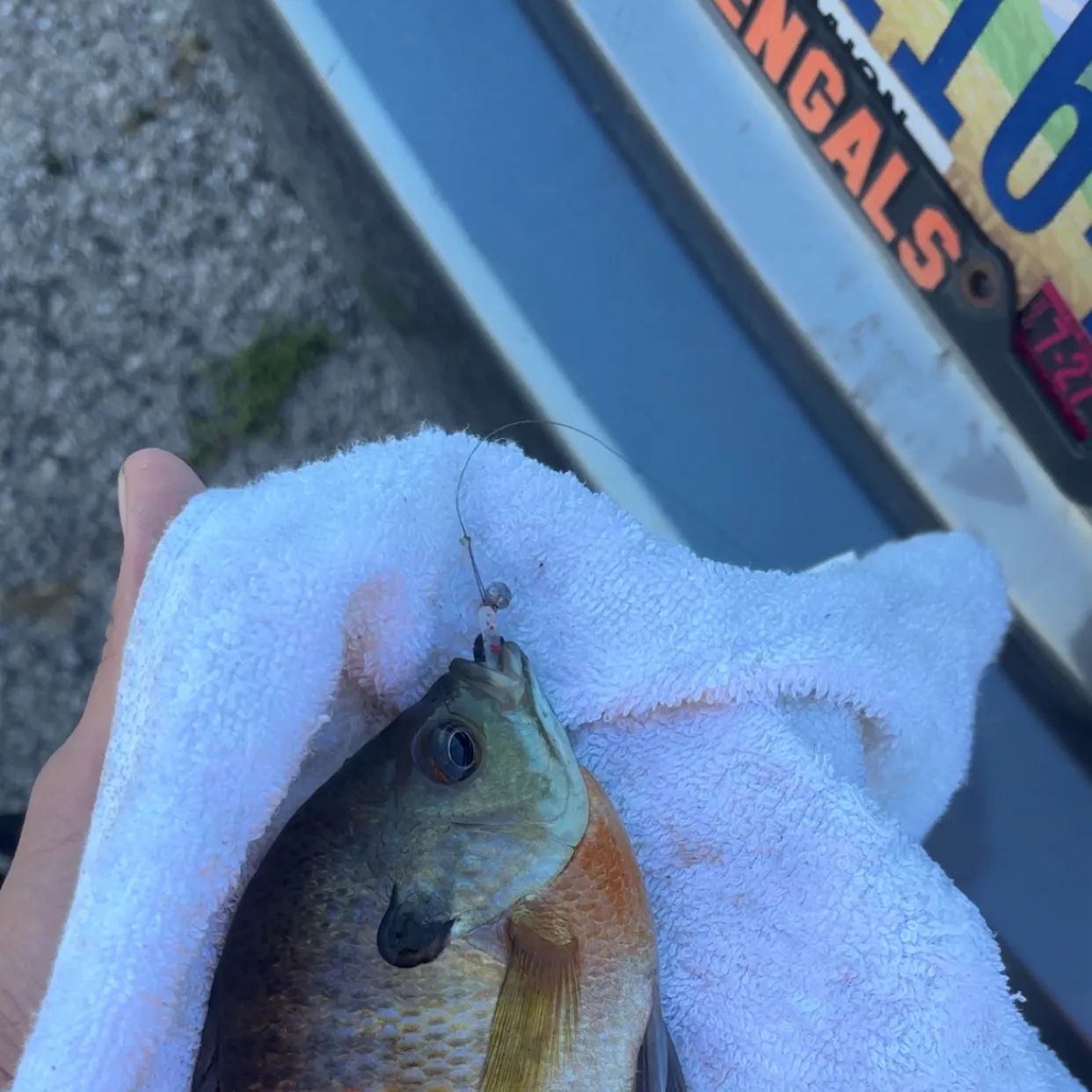 Bluegill caught on Fishbrain