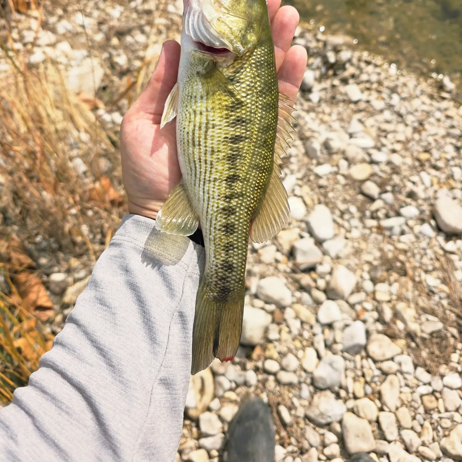The most recent Guadalupe bass catches on Fishbrain