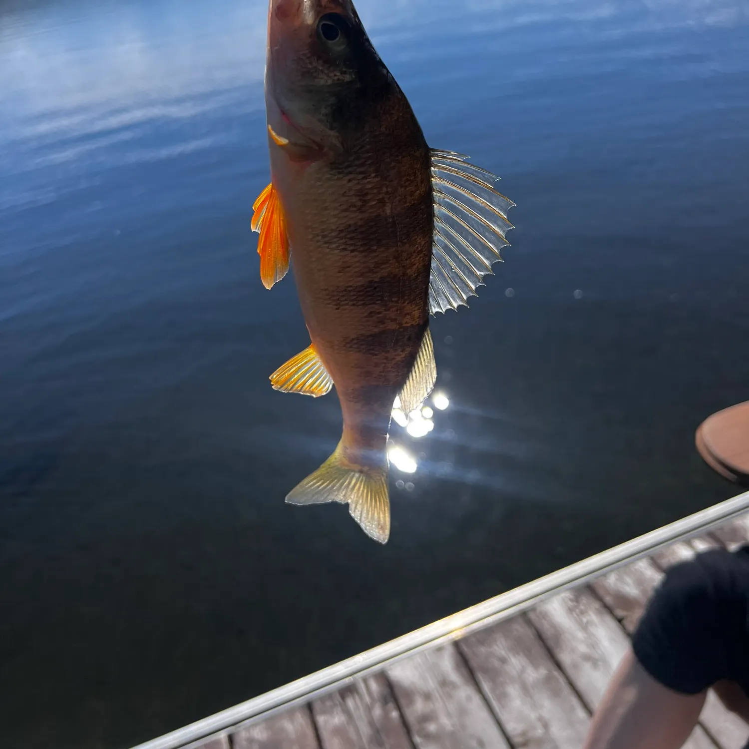 Yellow perch caught on Fishbrain