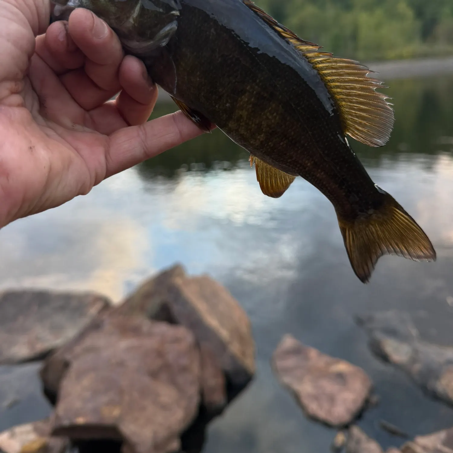 Smallmouth bass caught on Fishbrain