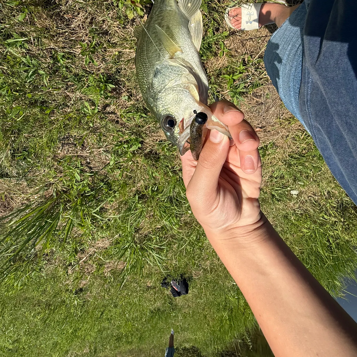 The most recent Hammer octopus catches on Fishbrain