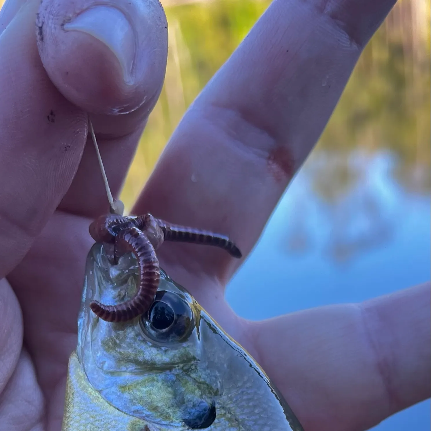 Bluegill caught on Fishbrain