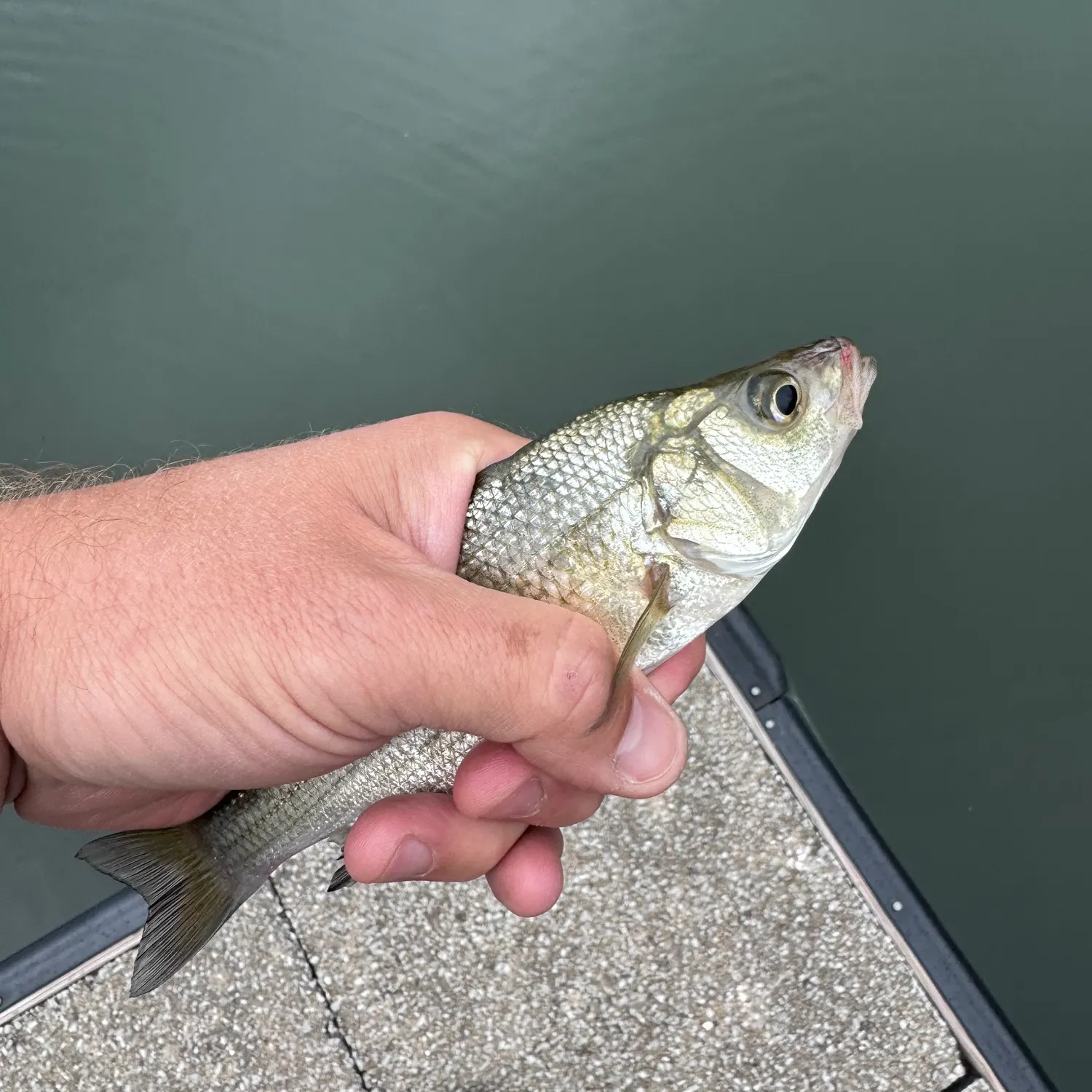 The most recent White perch catches on Fishbrain
