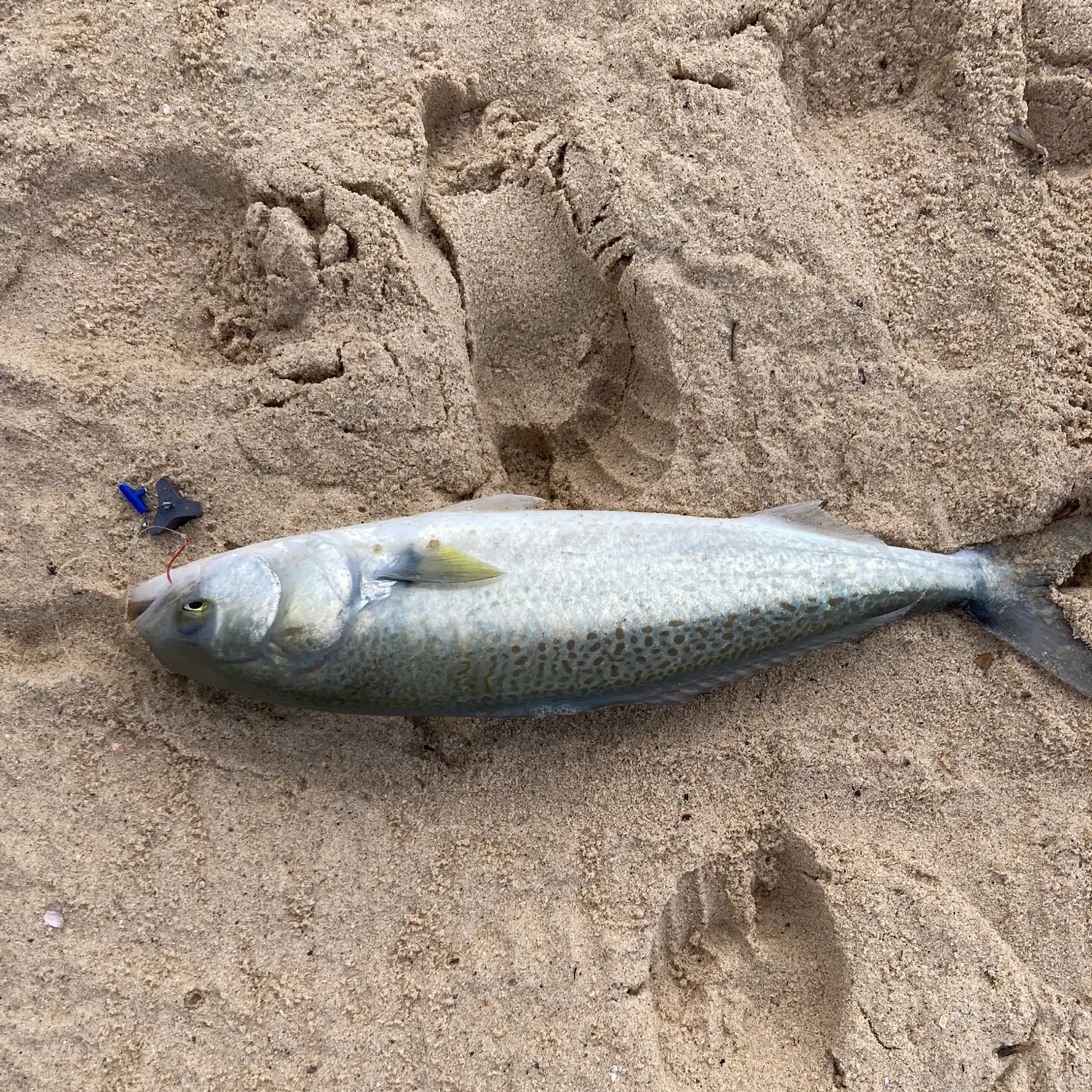 Eastern Australian salmon caught on Fishbrain