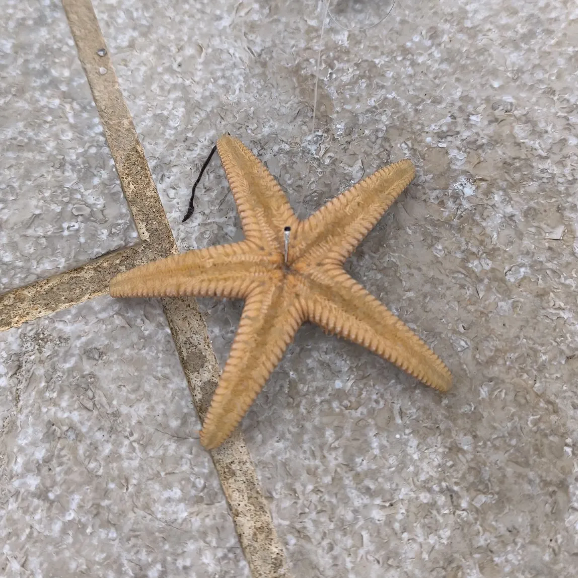 The most recent Pacific bluefin tuna catches on Fishbrain