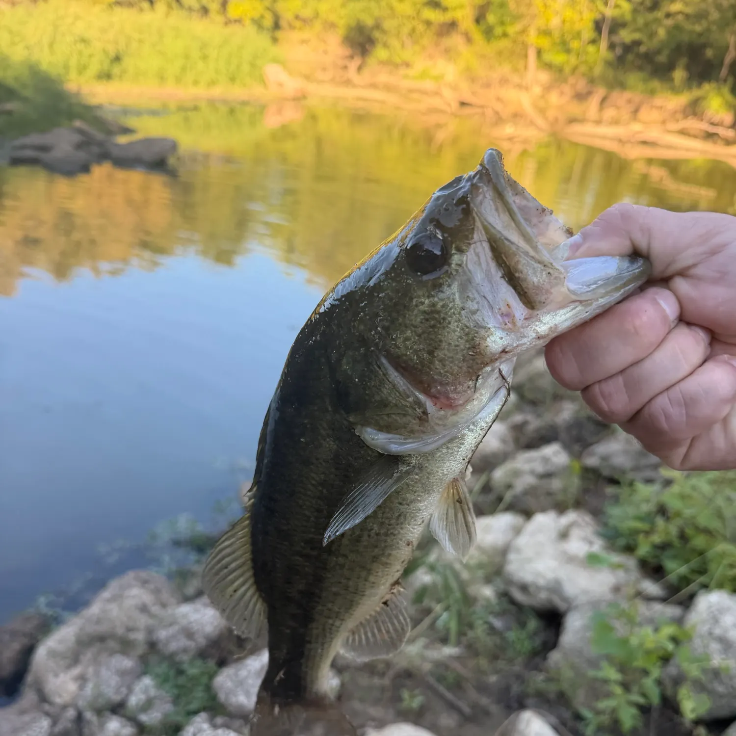 Largemouth bass caught on Fishbrain