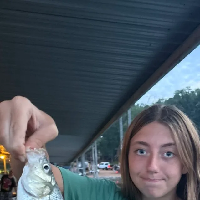 Striped bass caught on Fishbrain