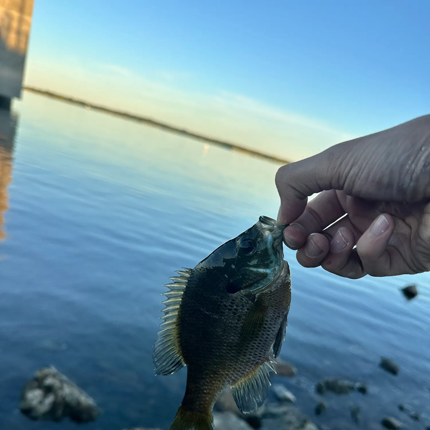 Bluegill caught on Fishbrain